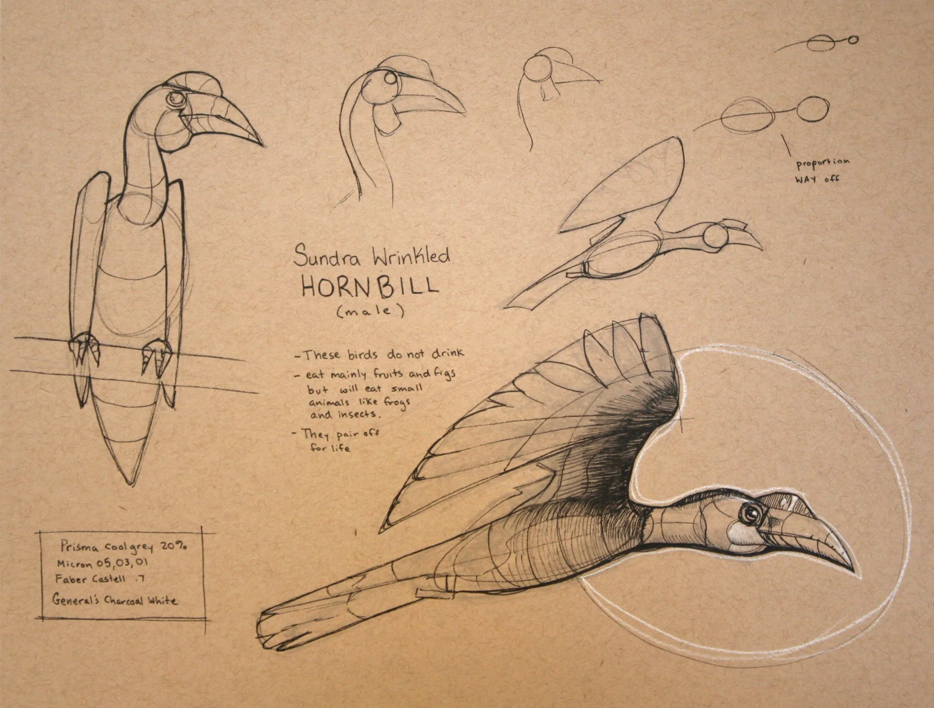 hornbill.jpg
