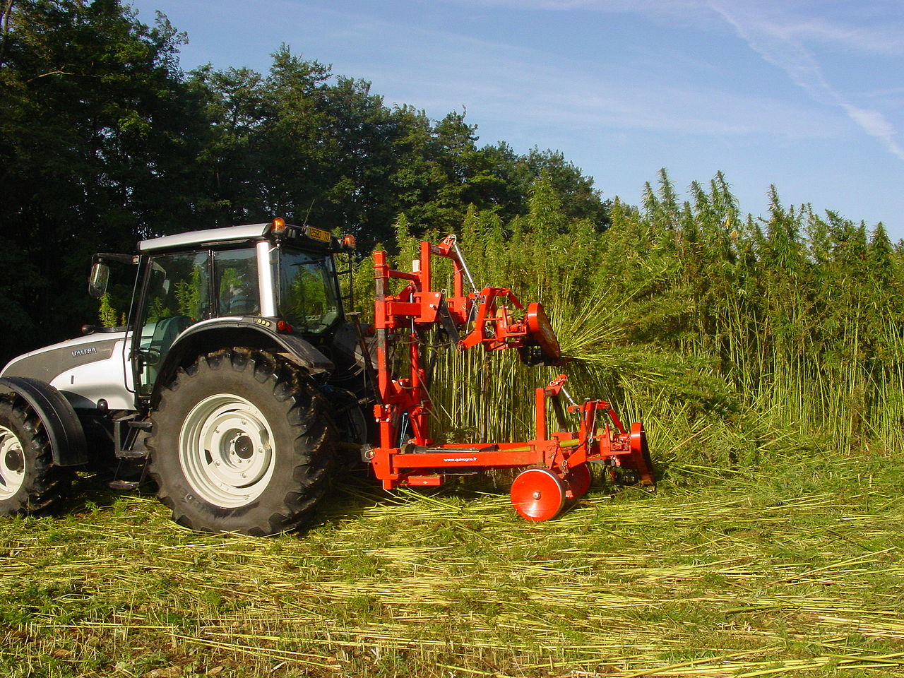hemp.jpg