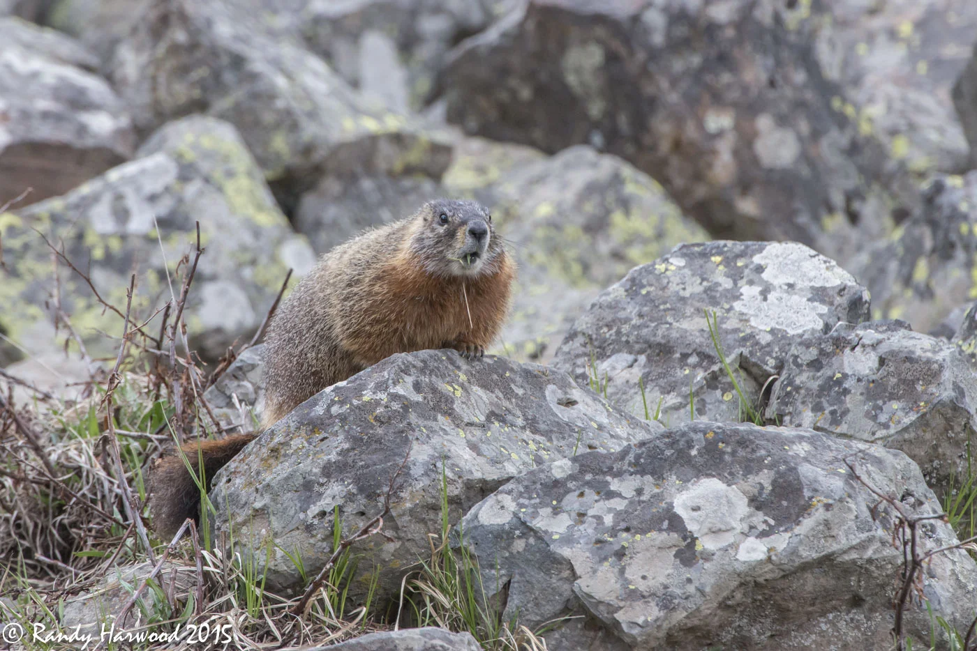 Yellow-bellied Marmot, Yellowstone National Park, Wyoming