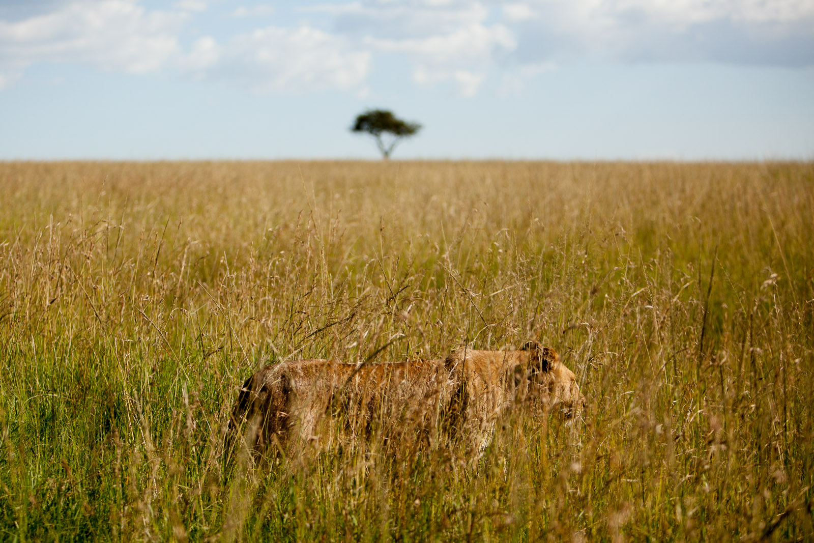 Lioness, Maasai Mara National Reserve, Kenya