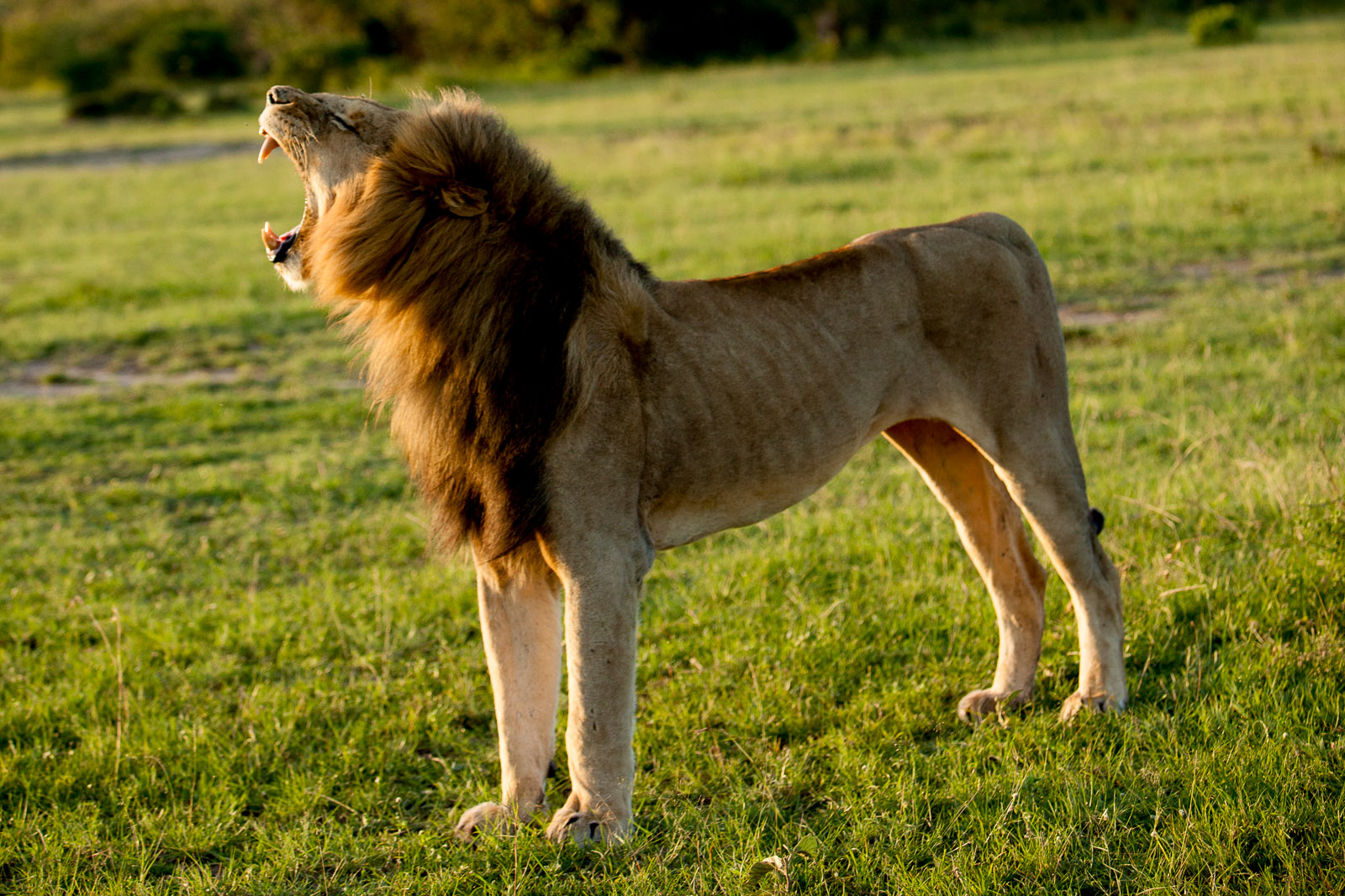 Lion, Maasai Mara National Reserve, Kenya