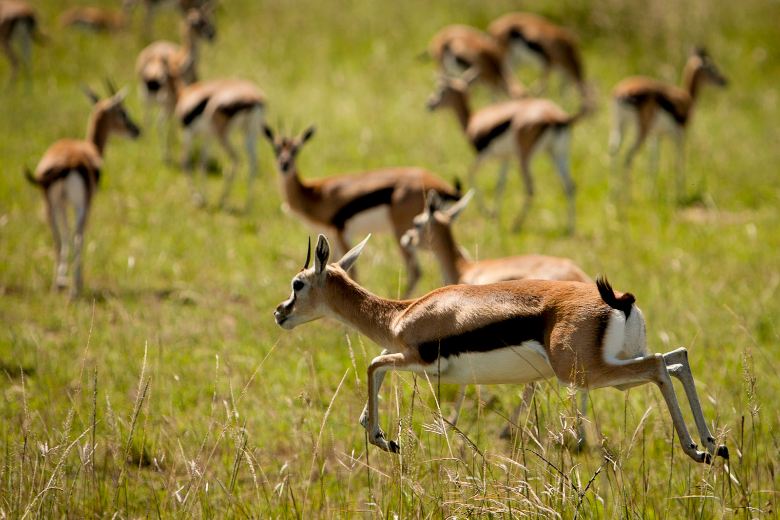 Gazelles, Maasai Mara National Reserve, Kenya