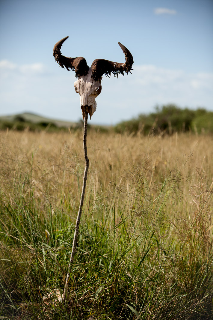 Maasai Mara National Reserve, Kenya