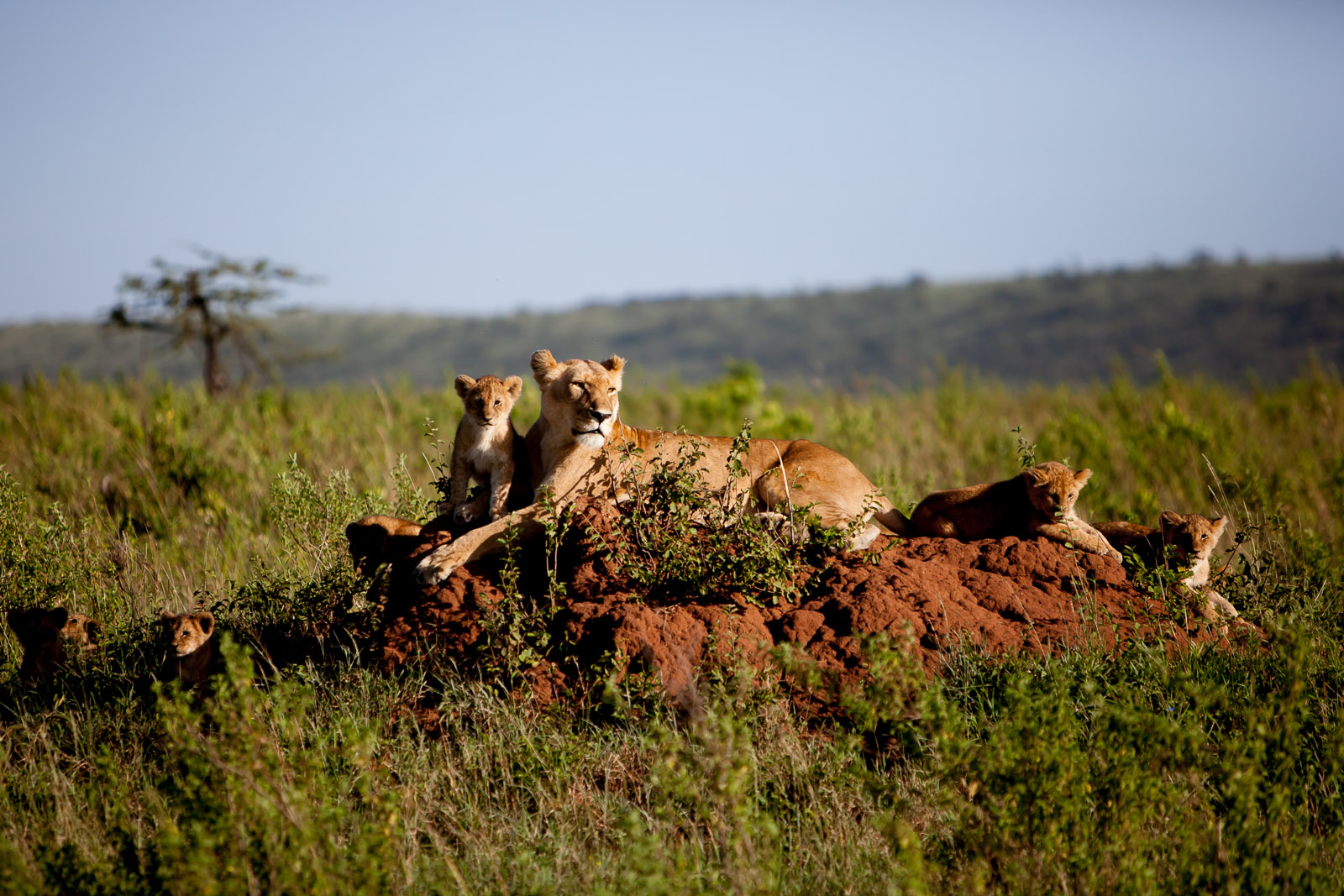 Lioness and Cubs, Maasai Mara National Reserve, Kenya