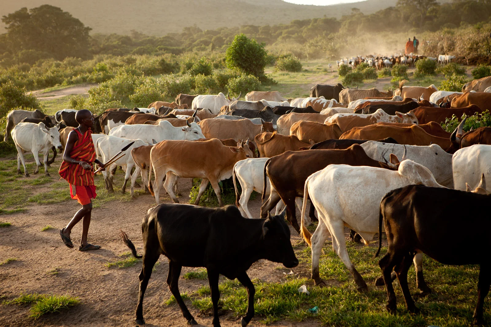 The Maasai diet consists of raw meat, raw milk, and raw blood from cattle.