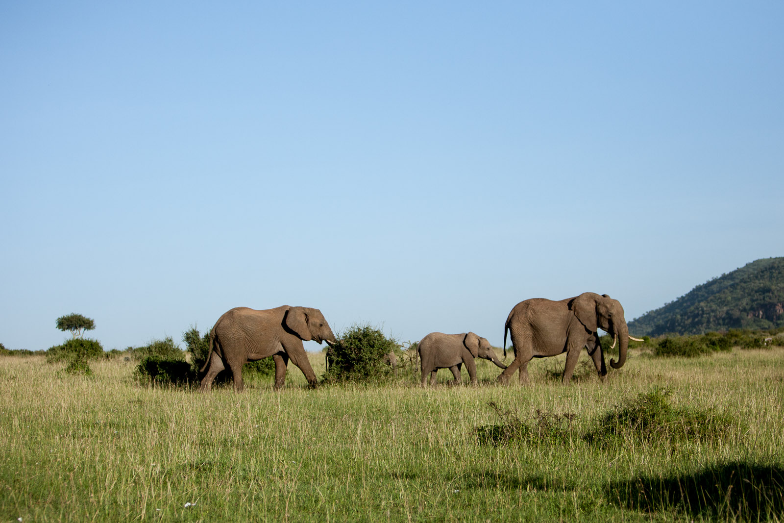 Elephants, Maasai Mara National Reserve, Kenya