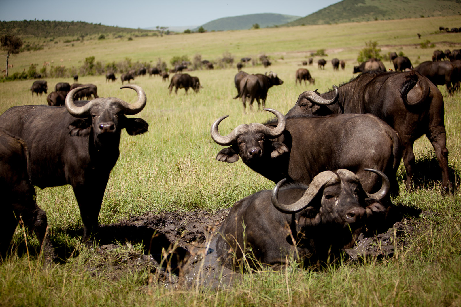 Buffalo, Maasai Mara National Reserve, Kenya