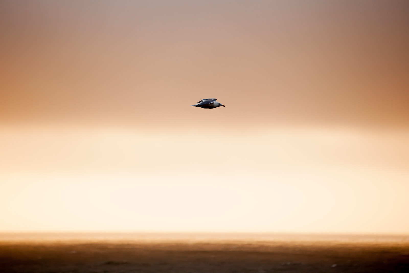 Seagull, Montara, California