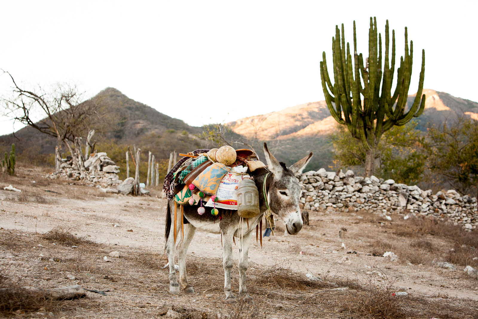 Mule, Huichol Village, Aguamilpa, Mexico