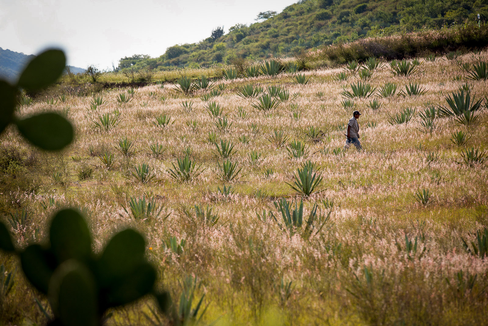 Maguey Farmer, San Baltazar, Oaxaca, Mexico