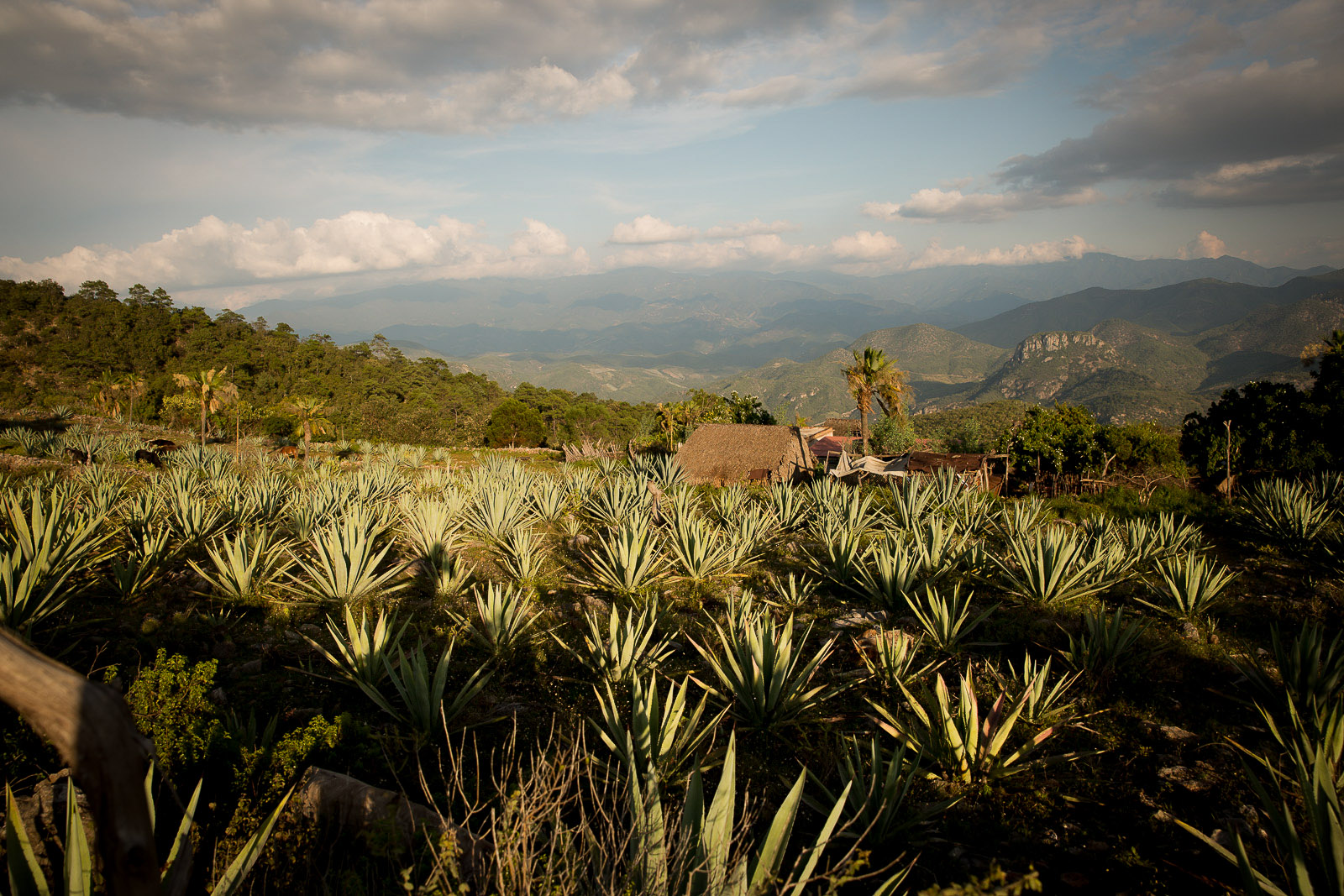 Agave Crop, Oaxaca, Mexico