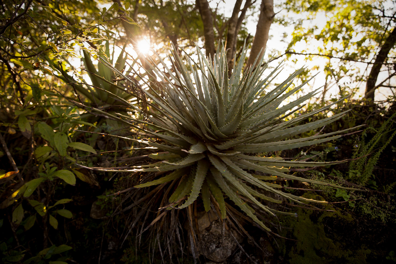 Wild Maguey, San Baltazar, Oaxaca, Mexico