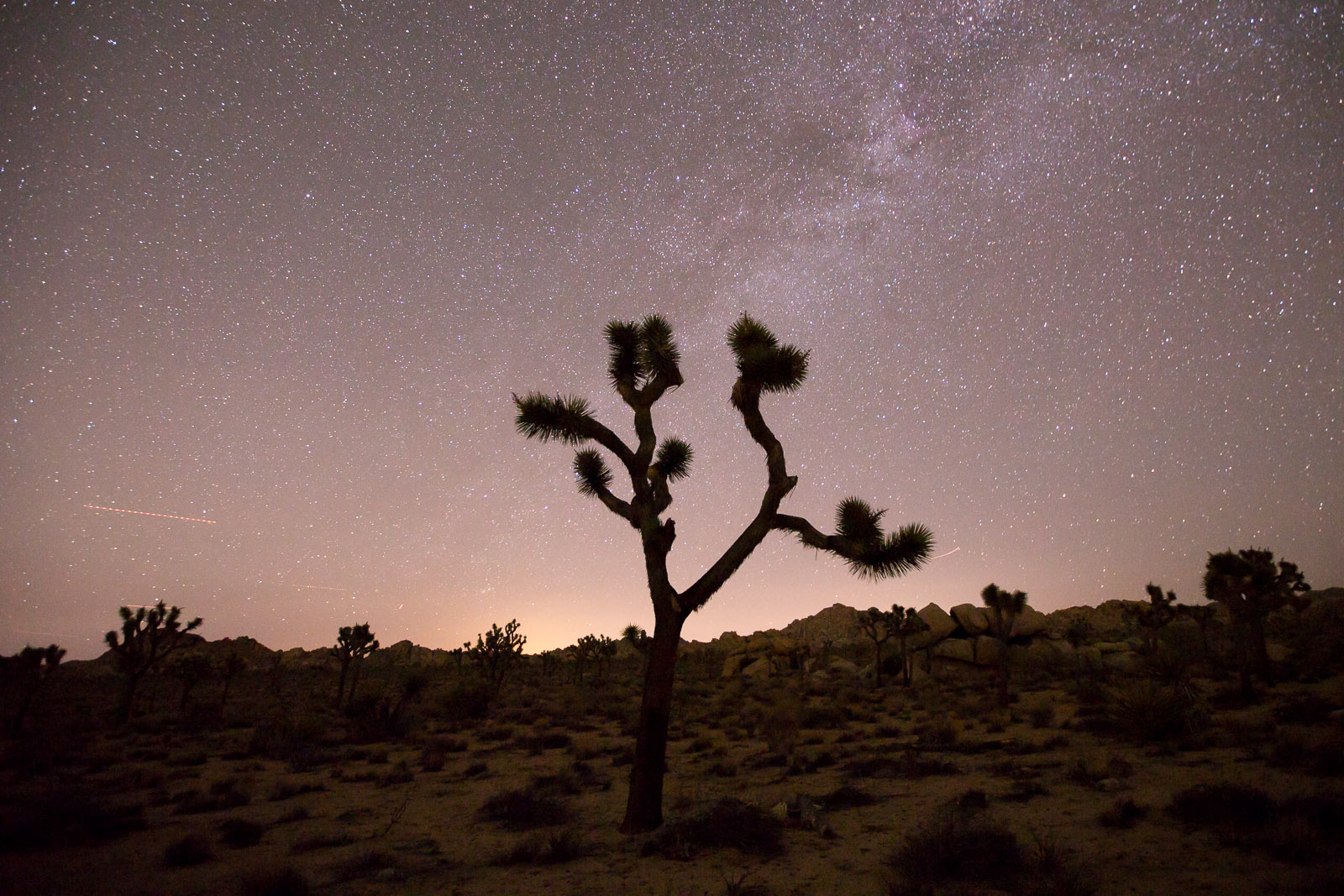 Joshua Tree, California