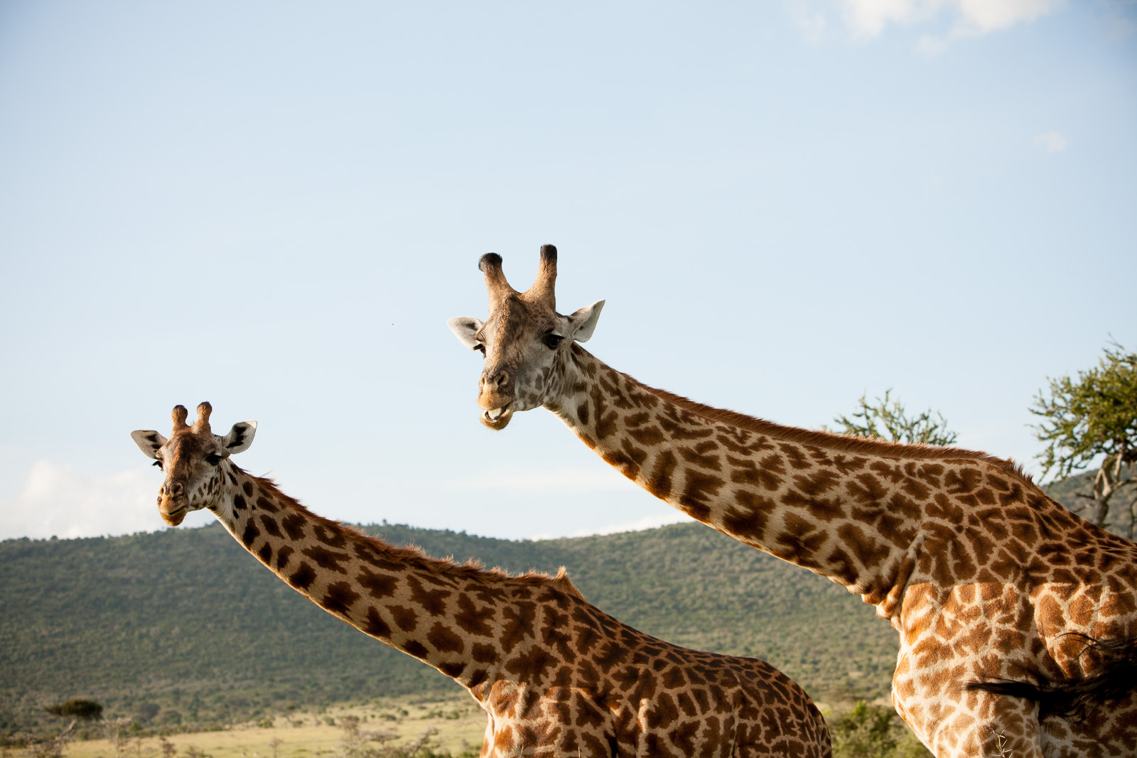 Giraffe, Maasai Mara National Reserve, Kenya