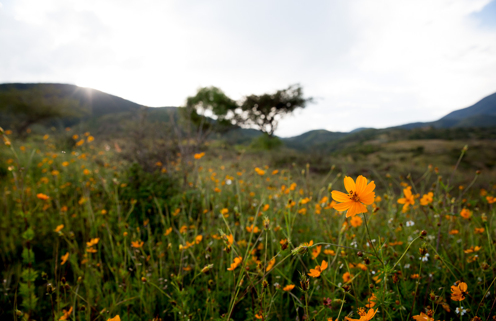 Wildflowers, San Baltazar, Mexico