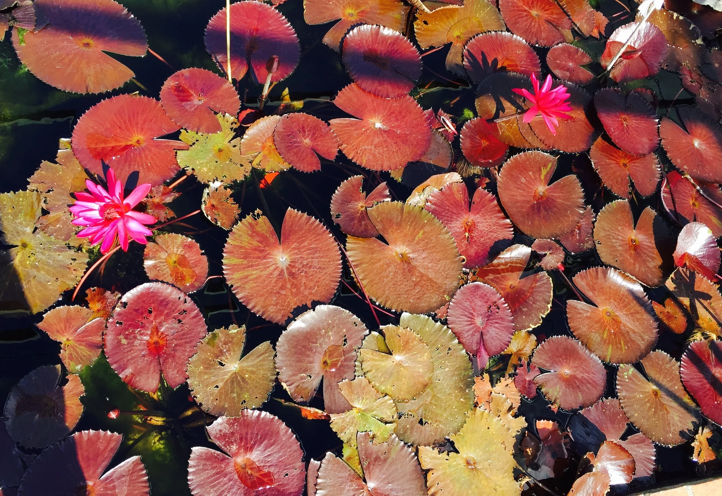 water lilies.jpg