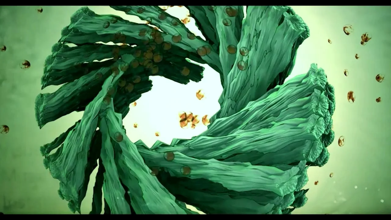 Bloom