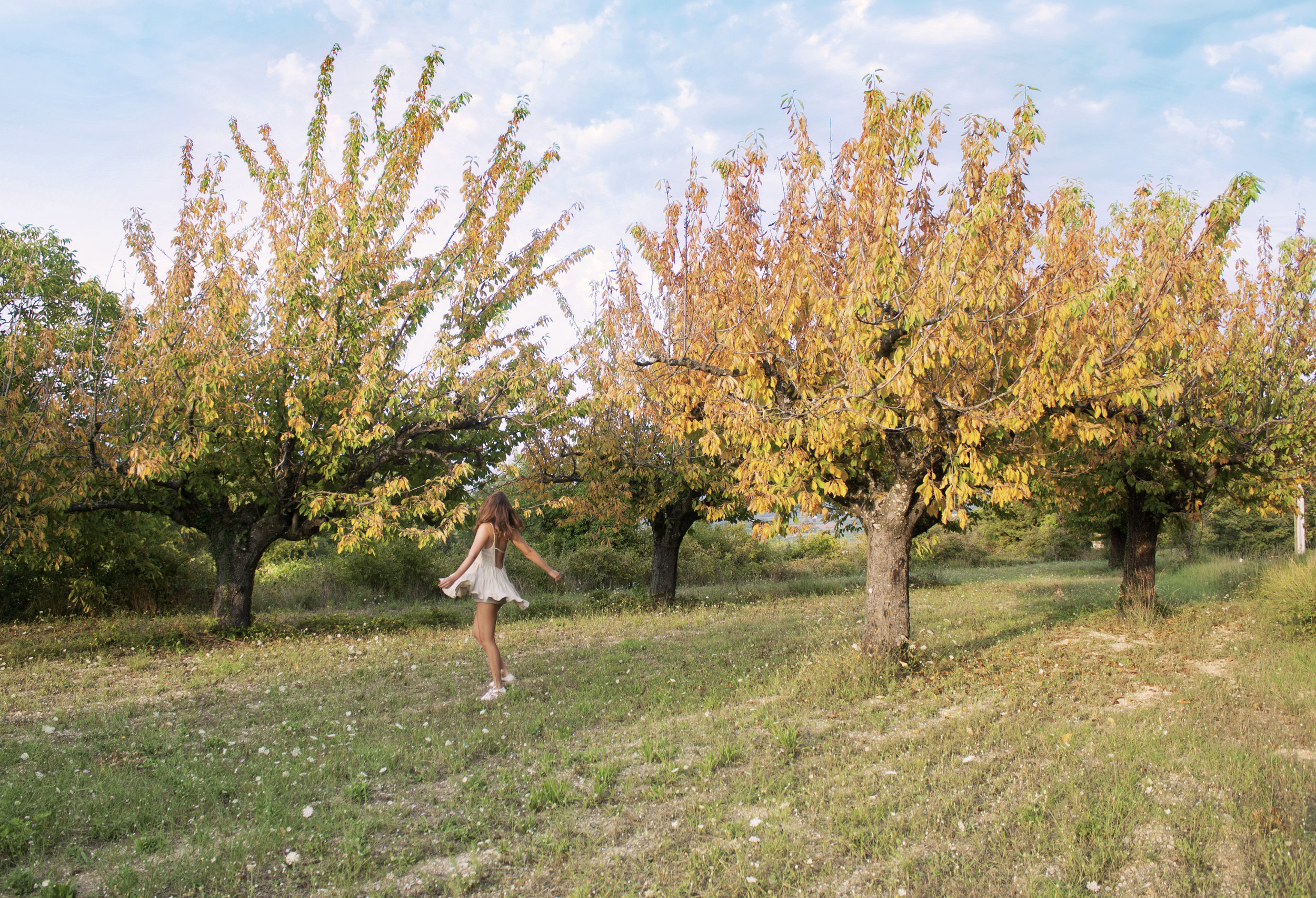 twirling trees.jpg