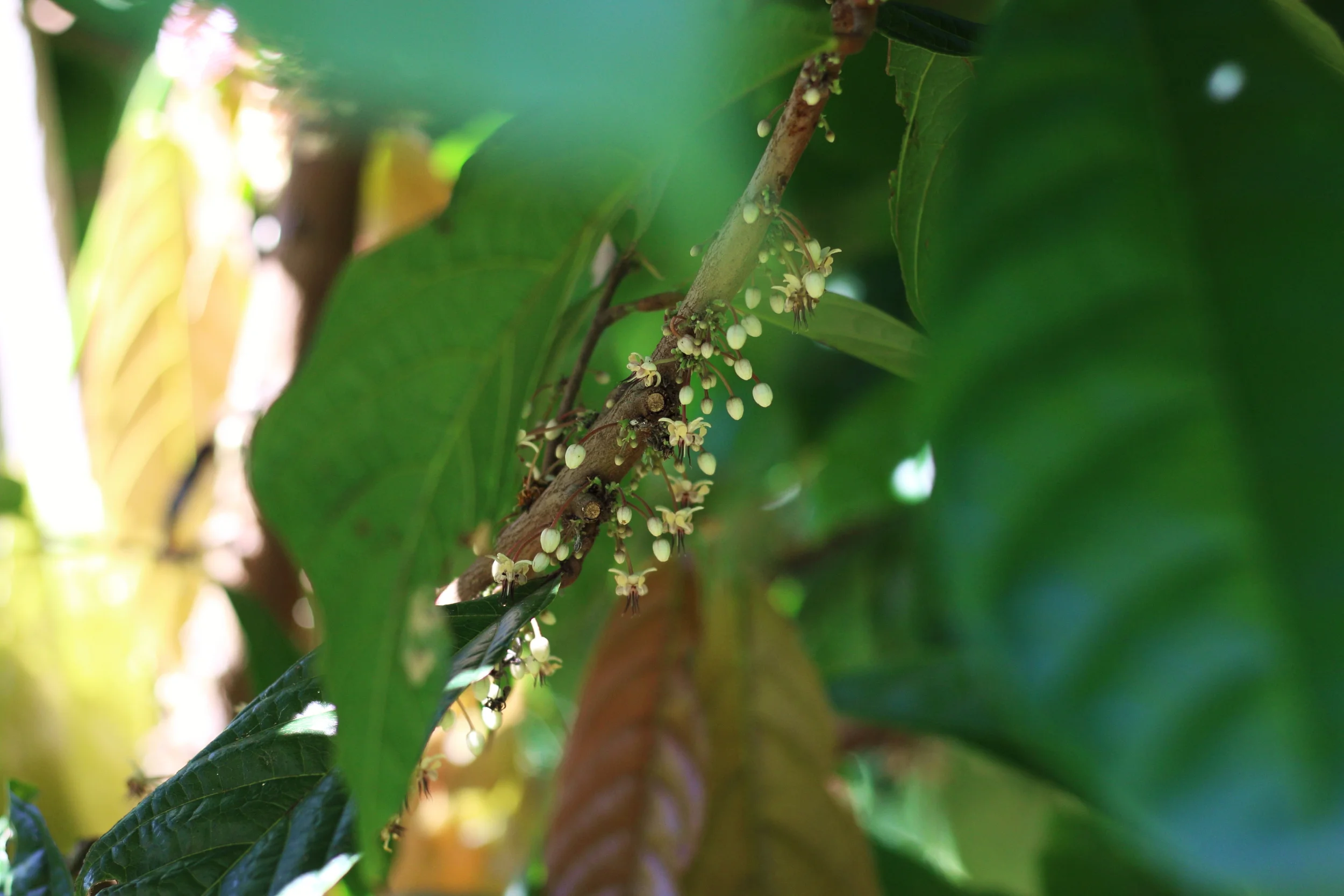 cocoa flower.JPG