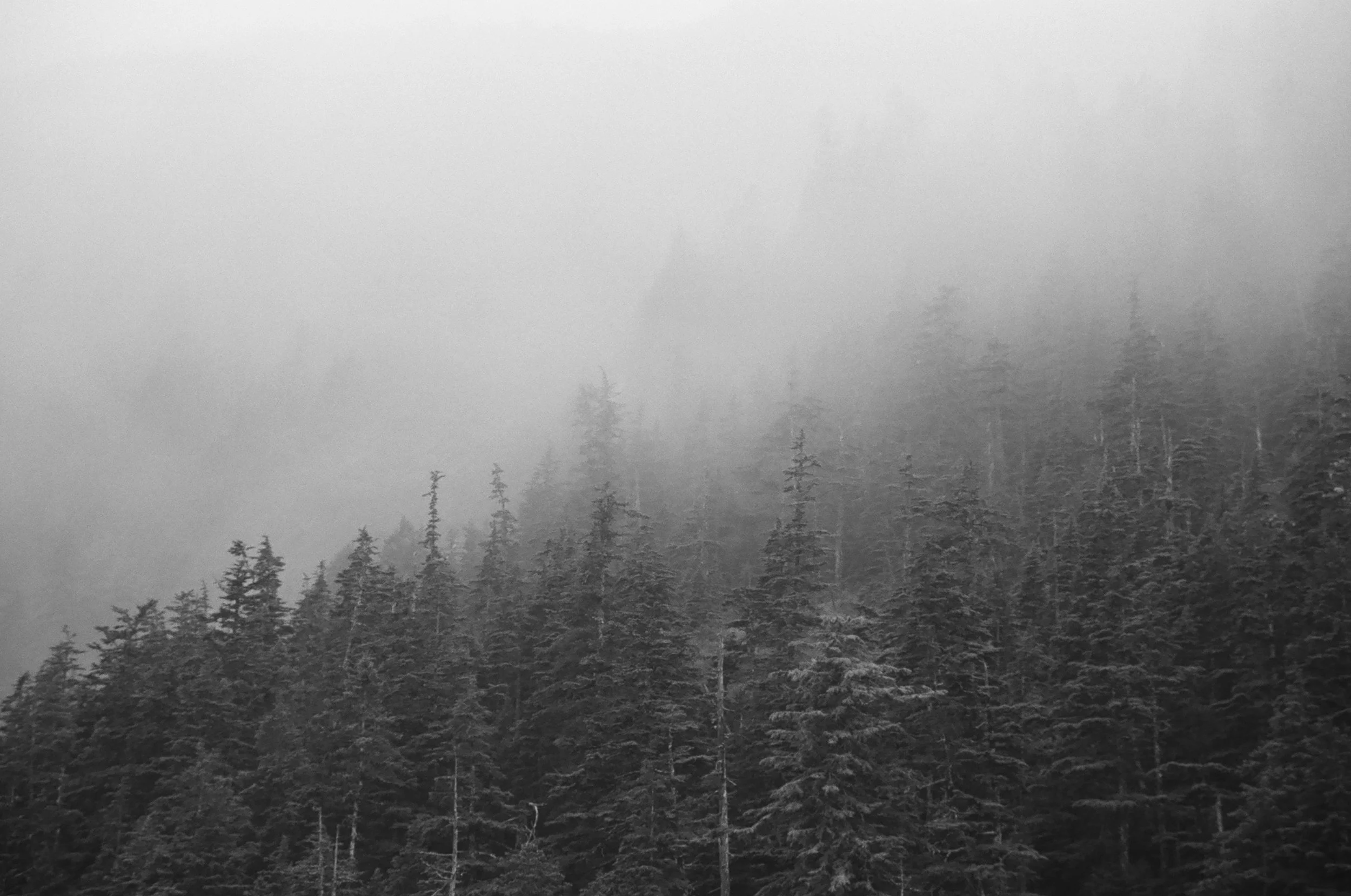 treefogak