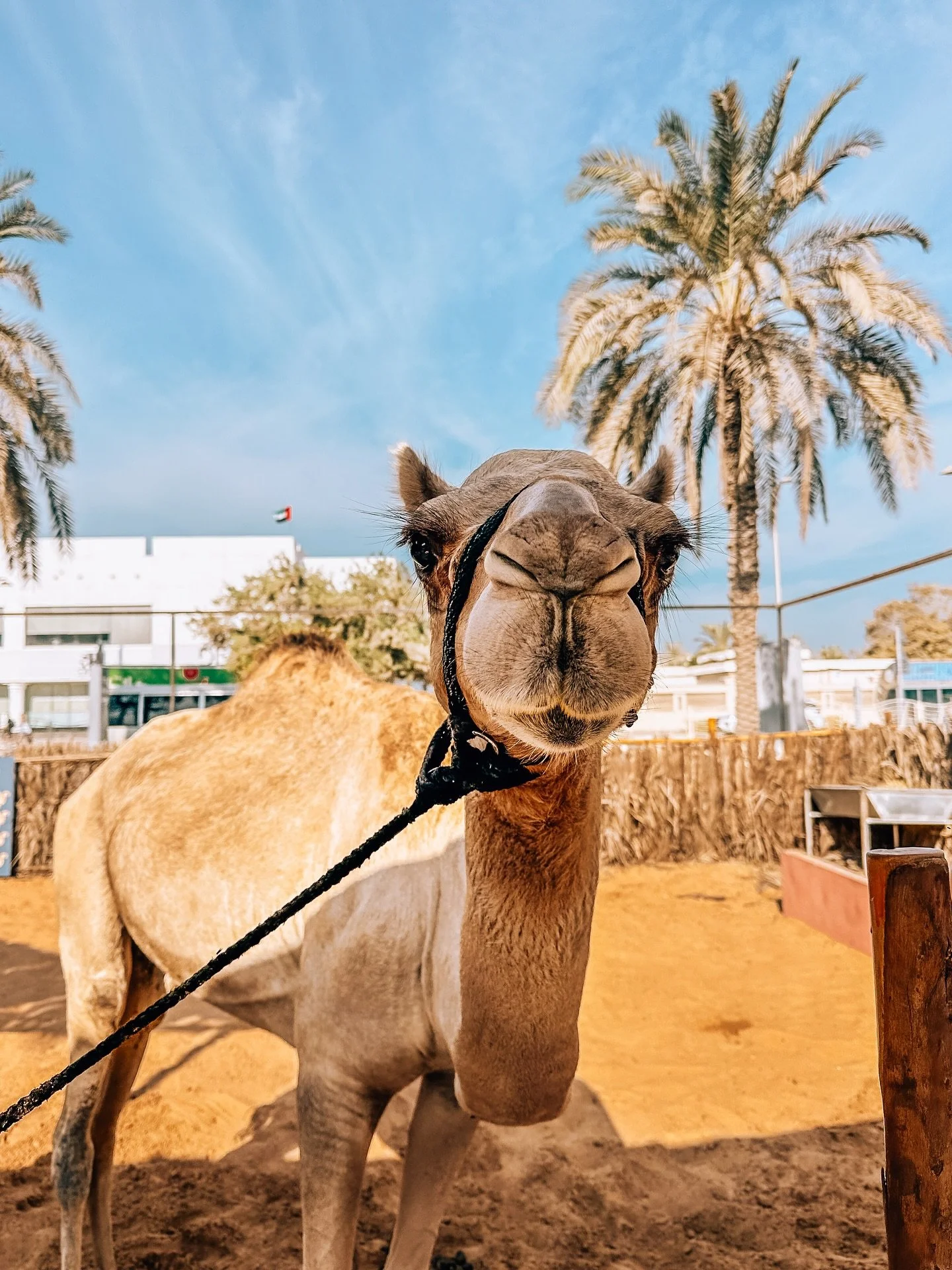 🐪 announcement: UAE, lace up 👟!! It&rsquo;s wander-o&rsquo;clock ⏰ .

As someone who&rsquo;s on a discovery mission outside daily 🚶🏻&zwj;♀️&zwj;➡️, consider this official notice: tis the season to wanderrrrr 🎉🧭 .

Old town Creek breezes ⛵️, new