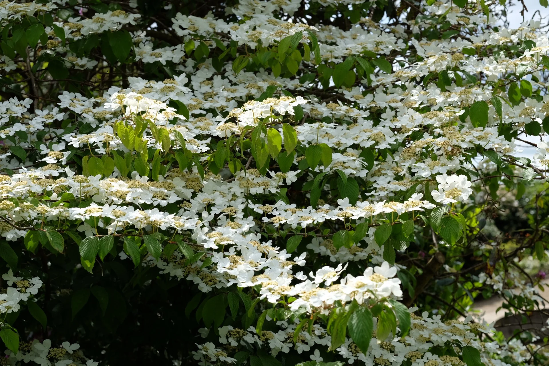 IMG_3974.JPG