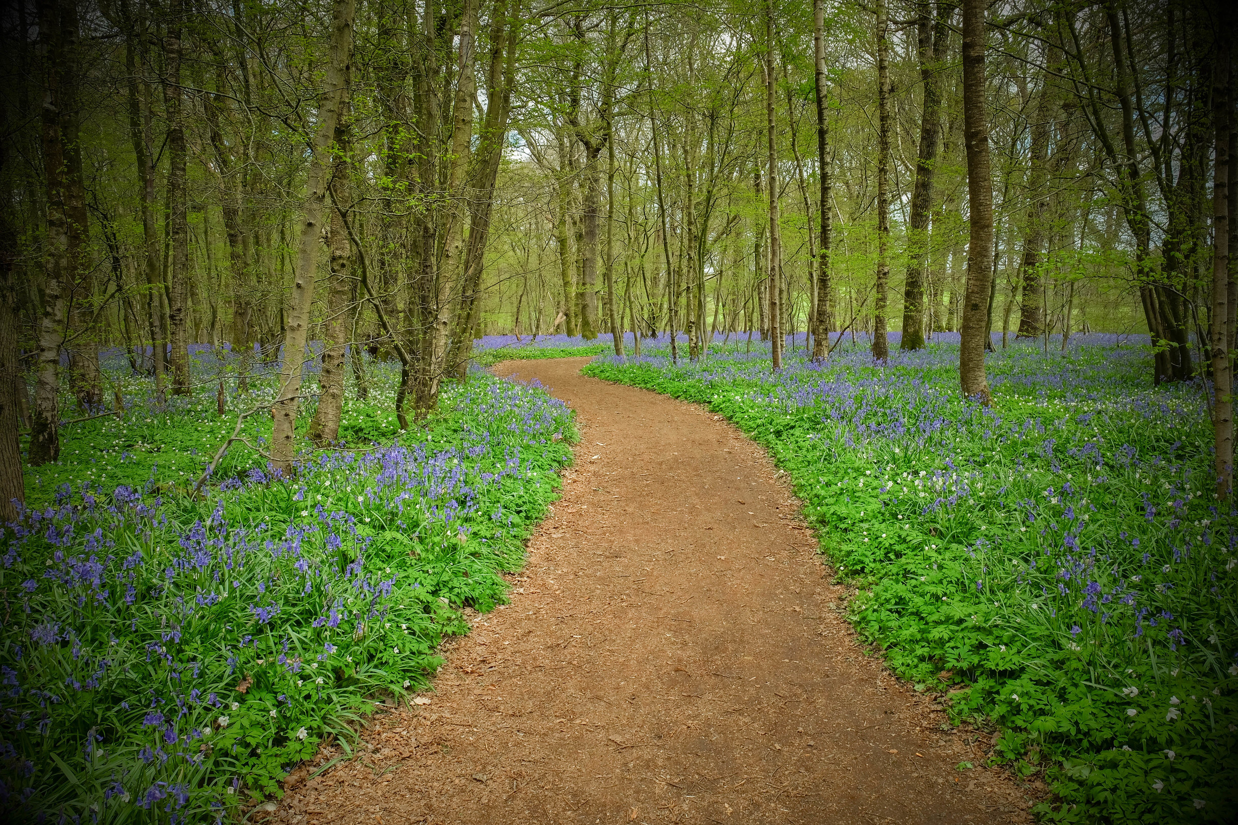 bluebellwoods flaged-2.jpg