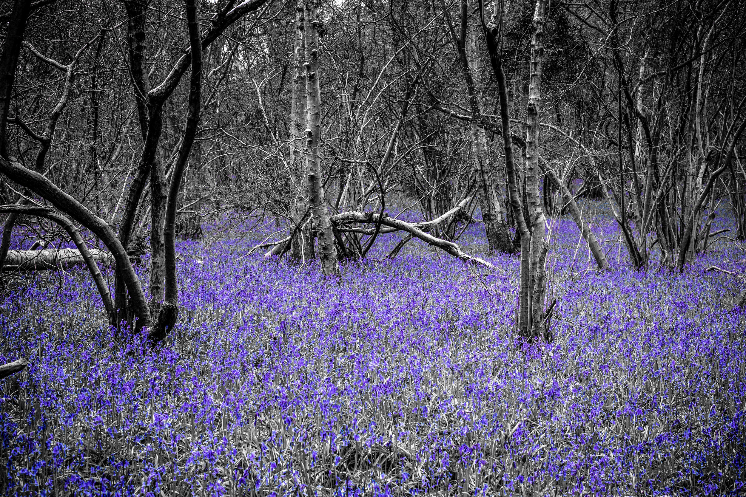 bluebells colour select-1-3.jpg