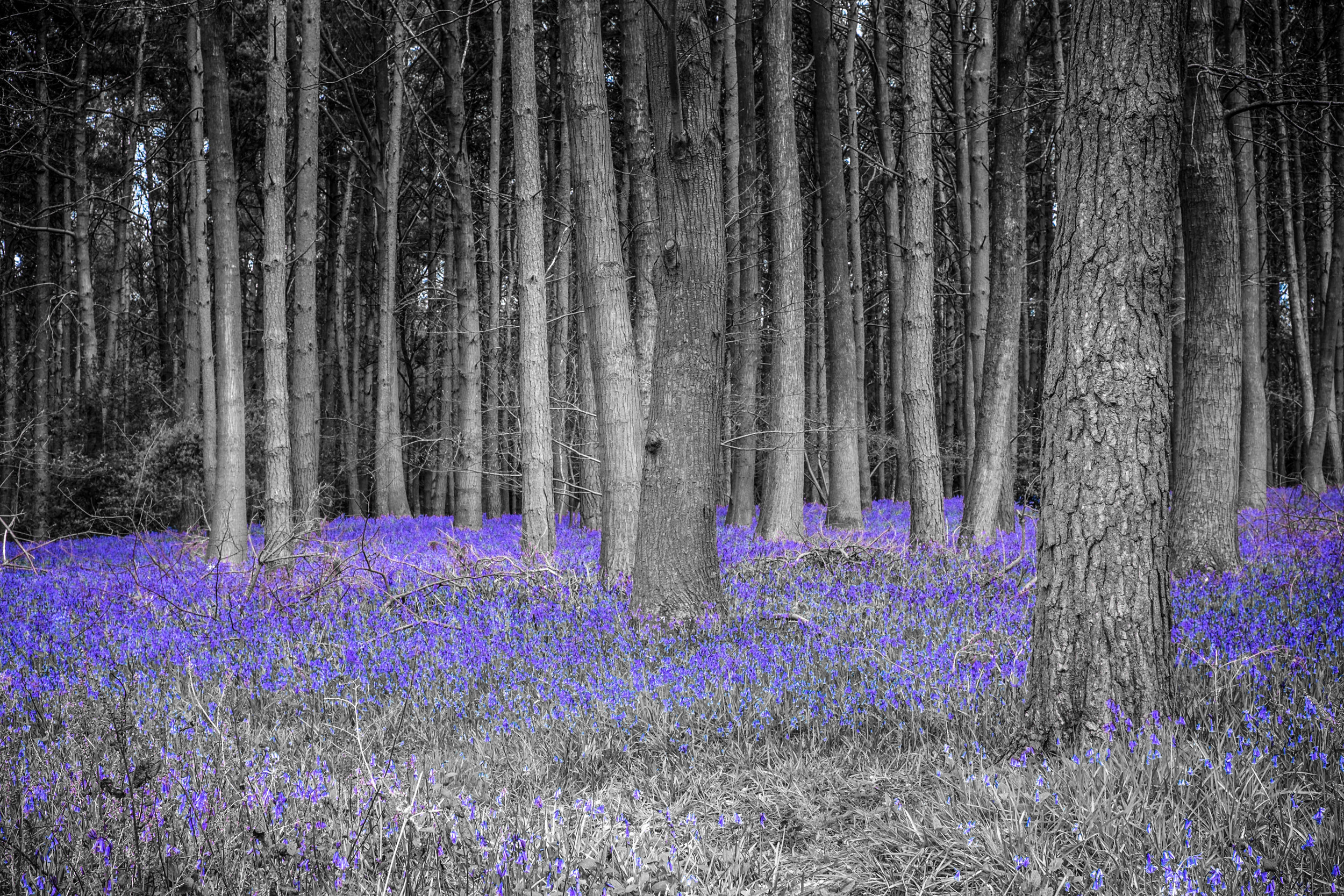 bluebells colour select-1-2.jpg