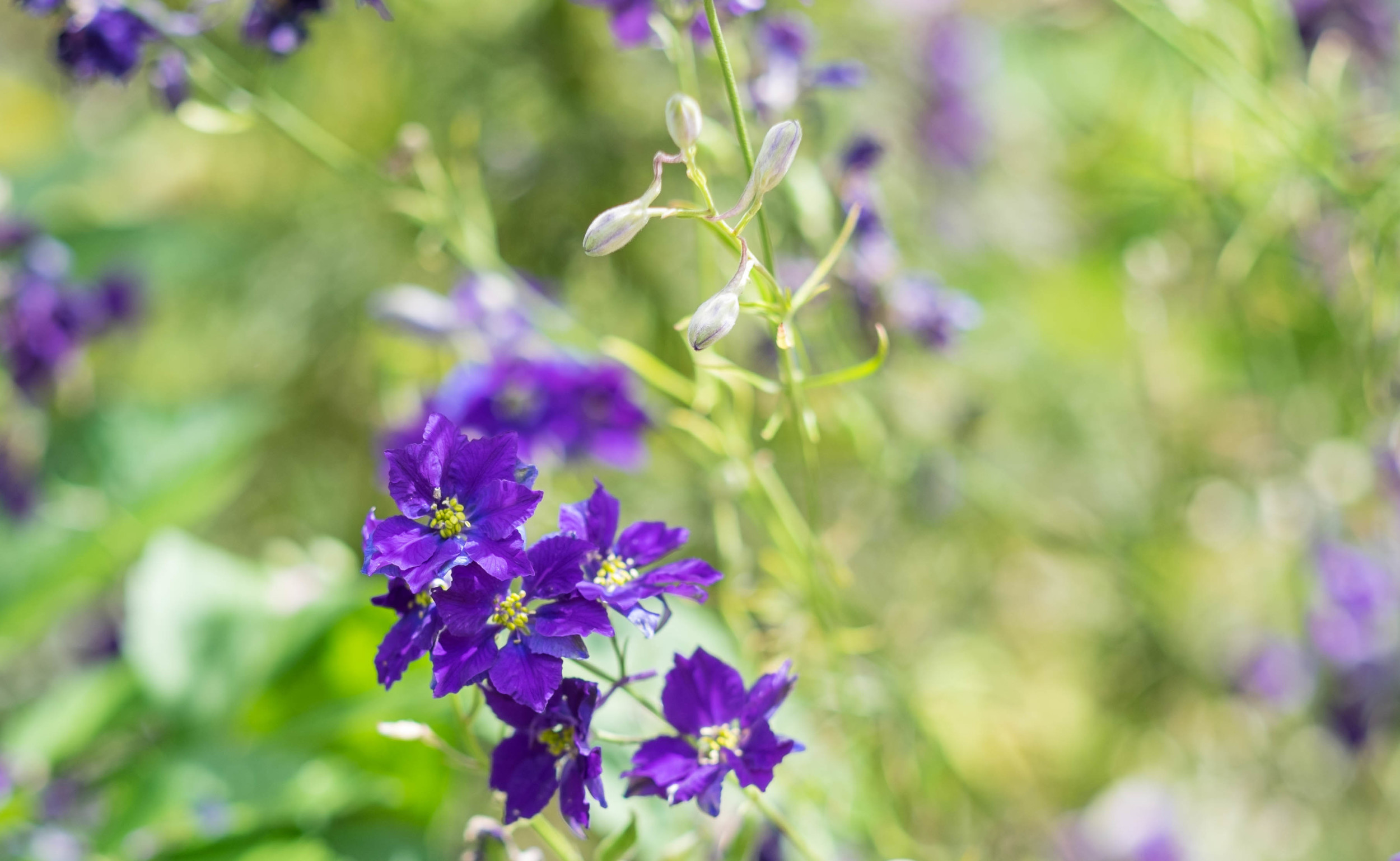 flower site-10.jpg