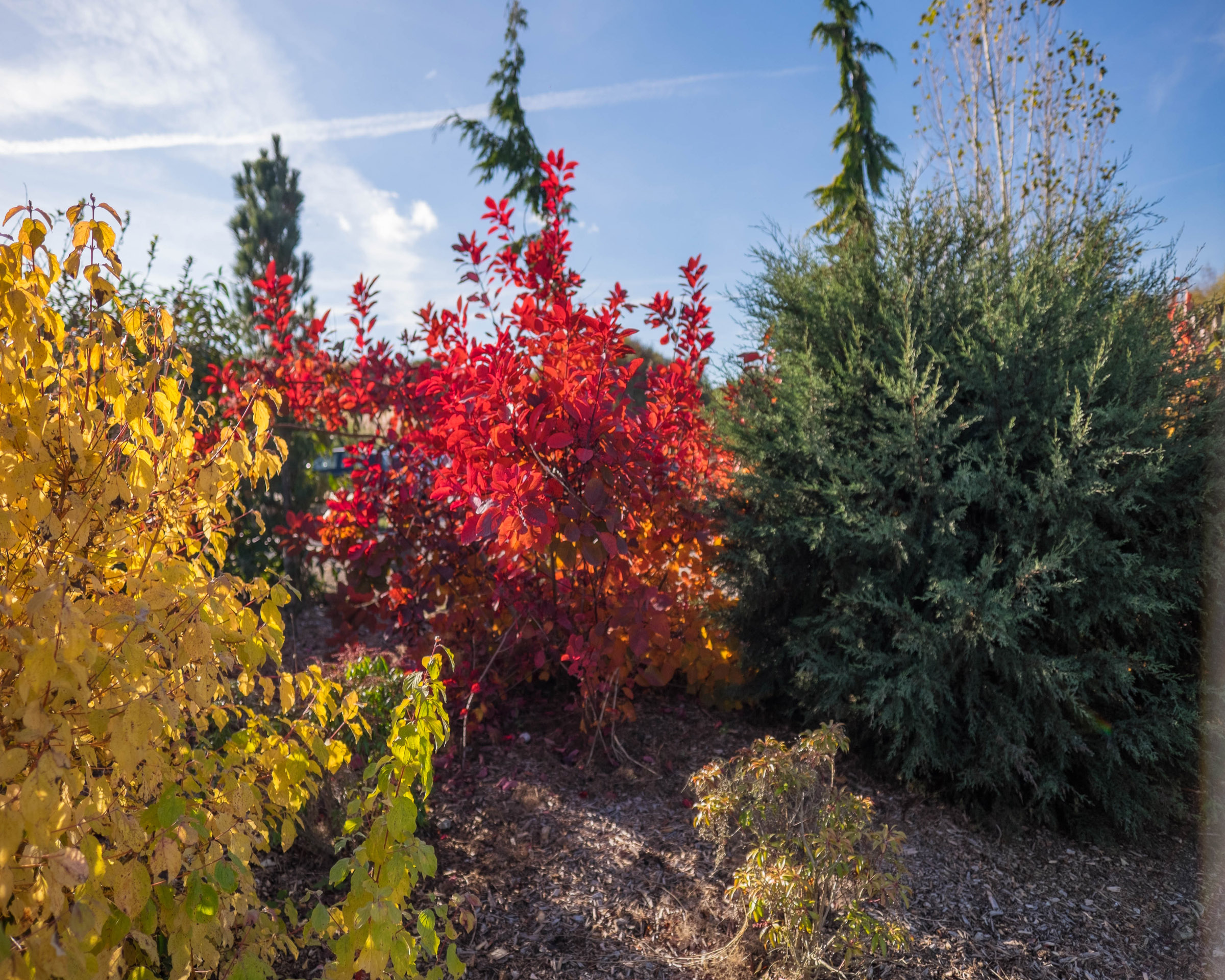 bedgebury site-3.jpg