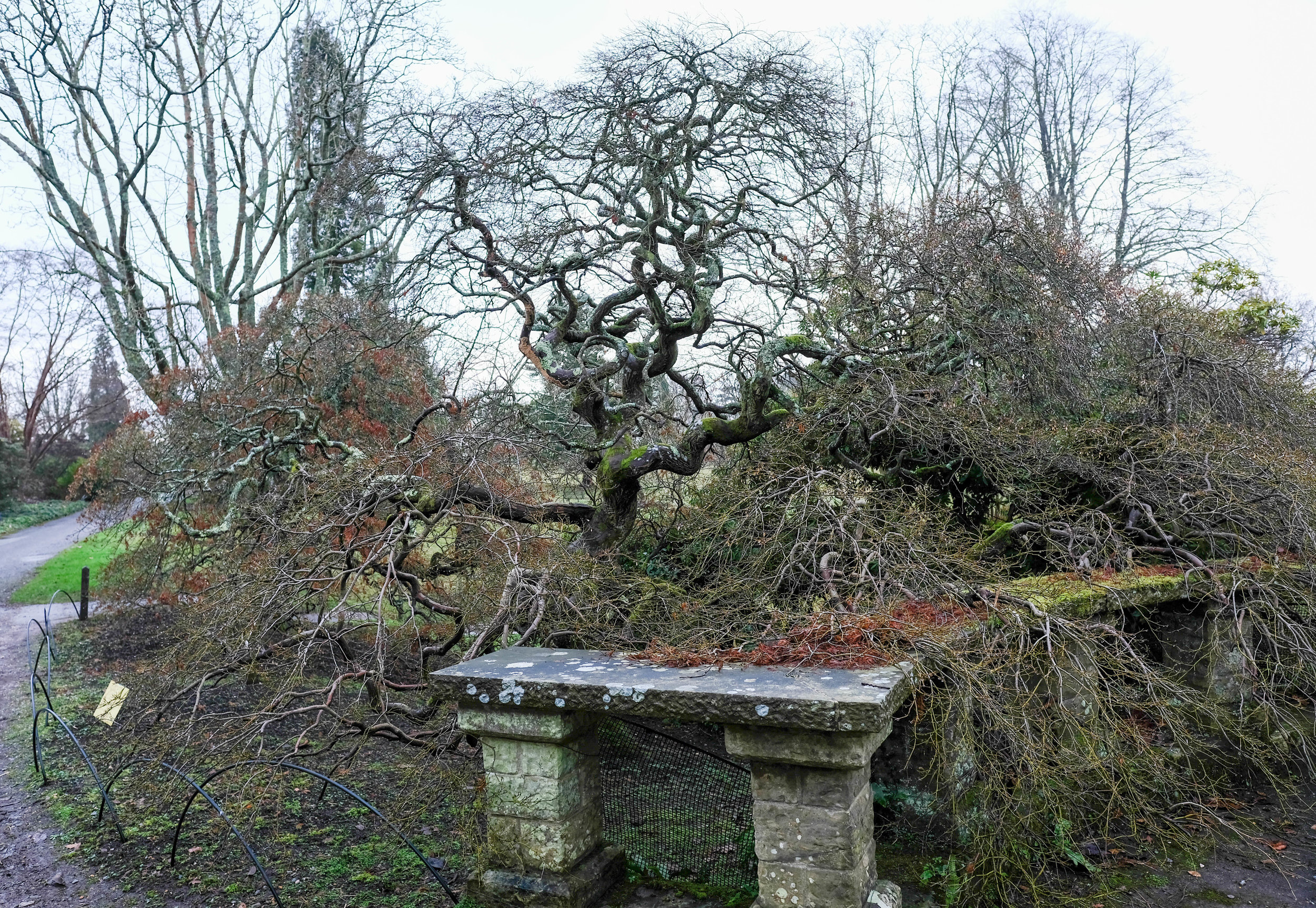 wakehurst place 2017-5-2.jpg