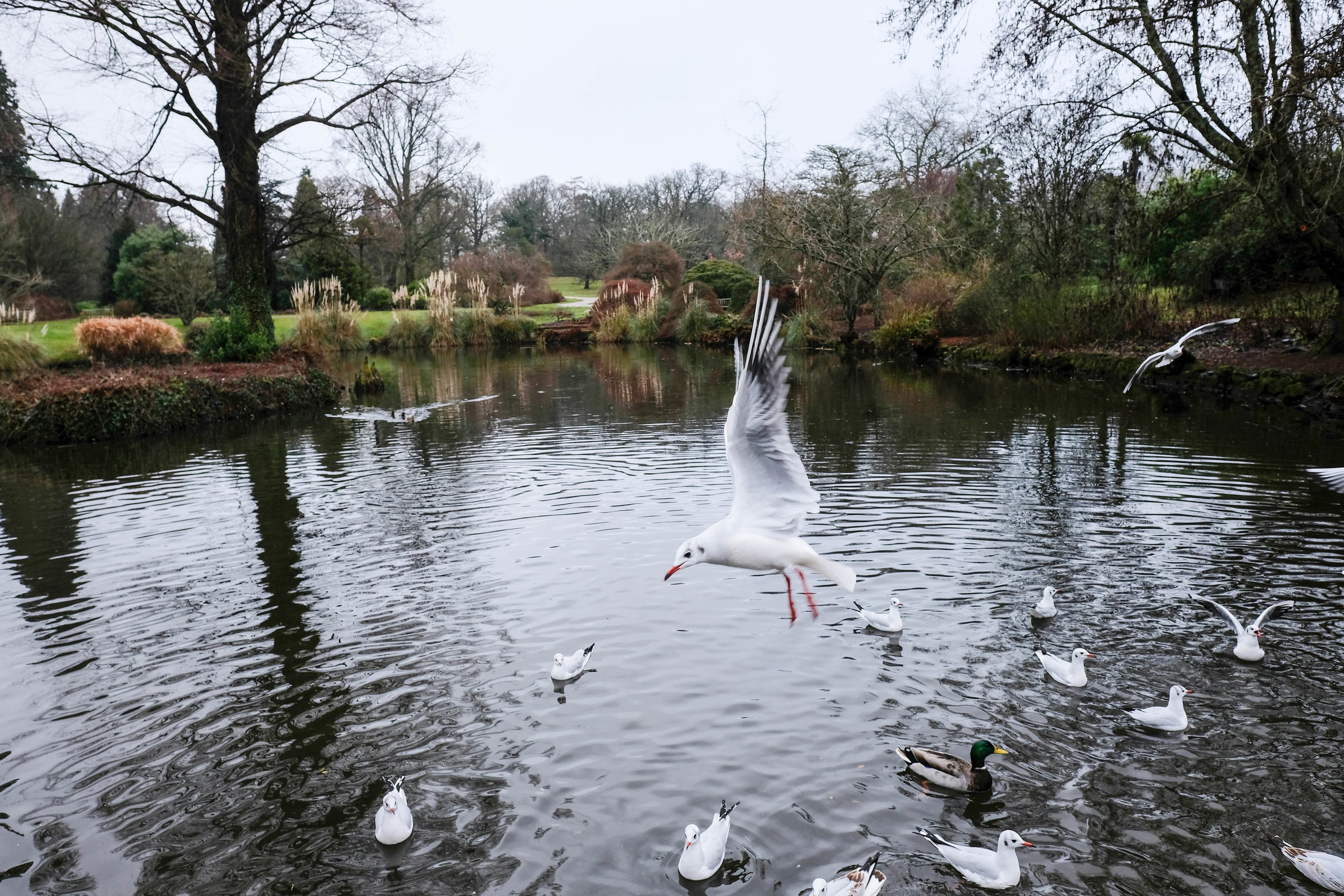 wakehurst place 2017-17-2.jpg