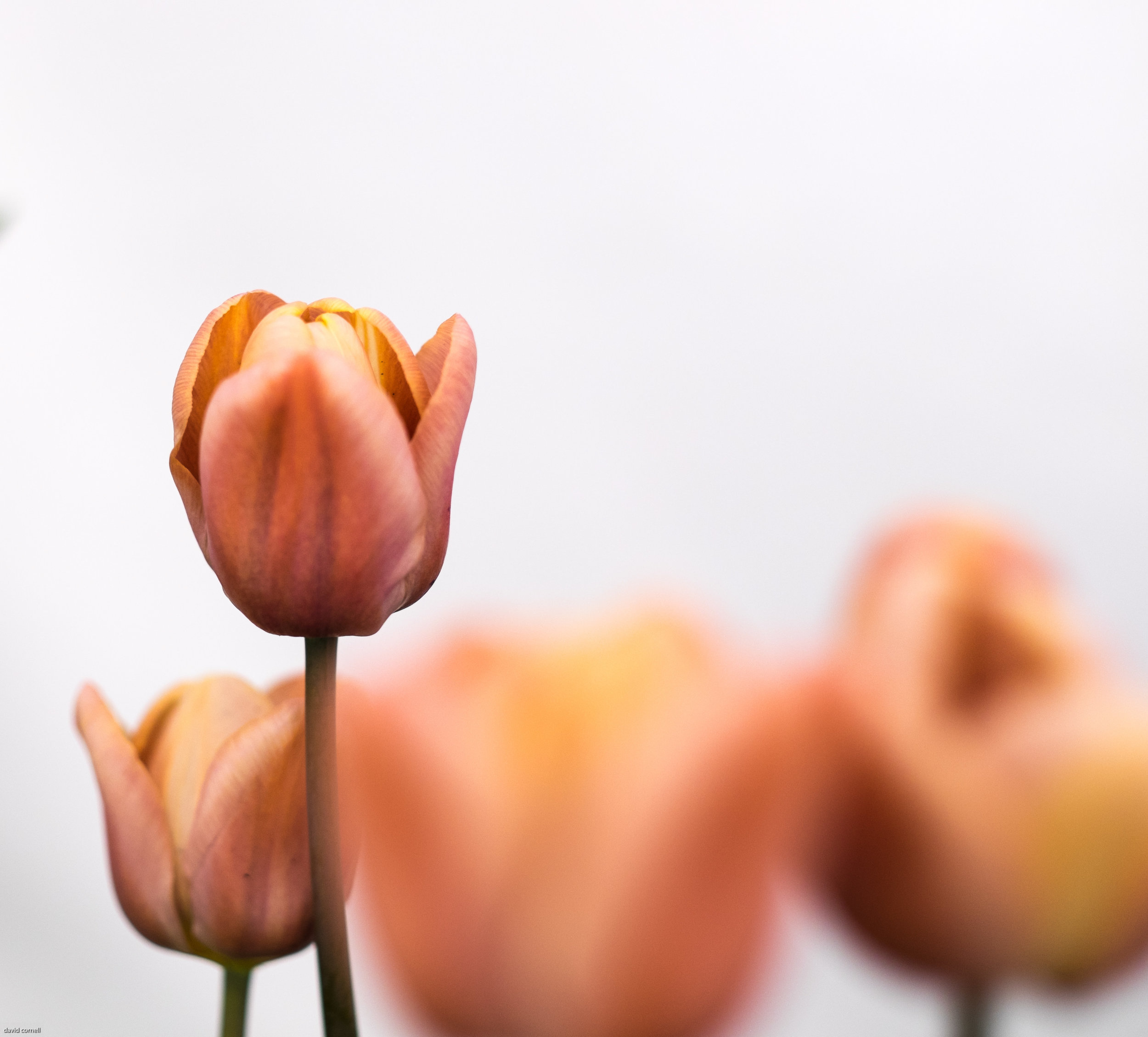tulip edits-4.jpg