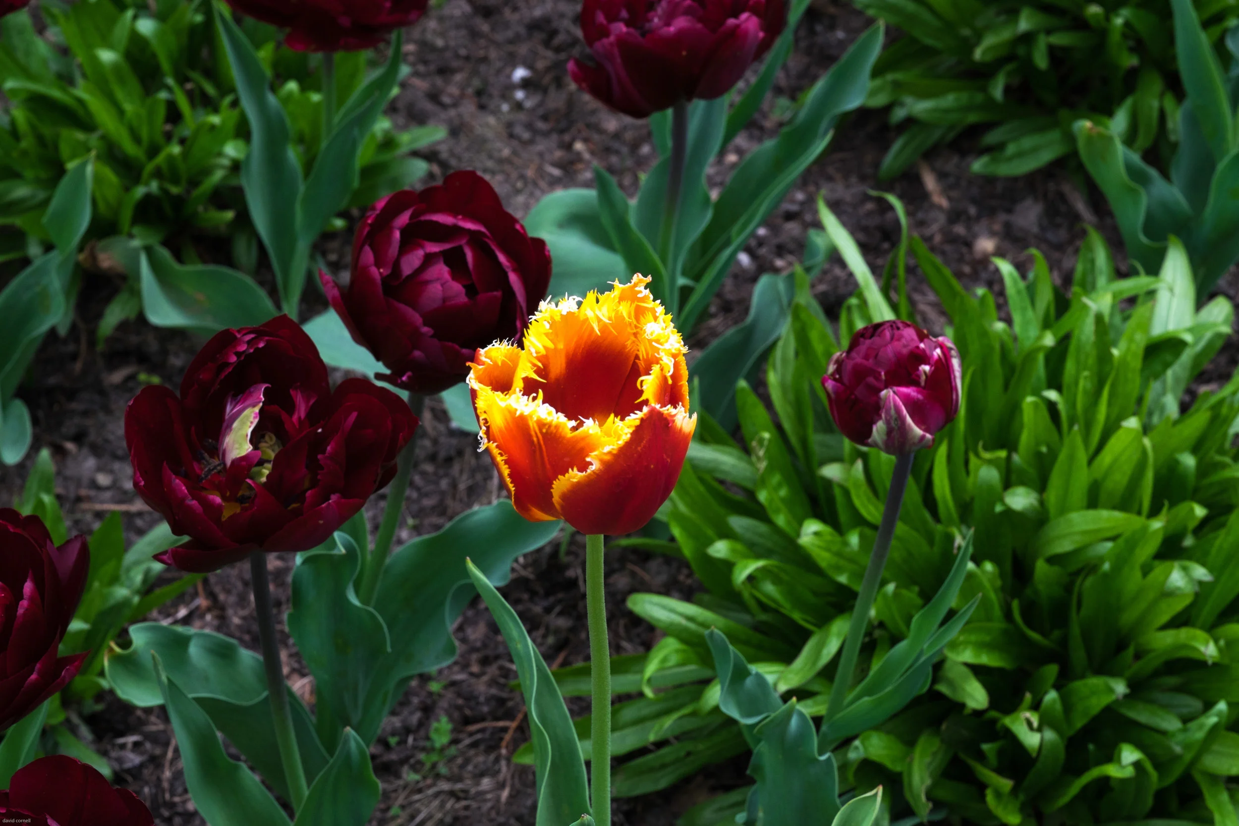 tulip festival pashley manorapril 2017-44.jpg