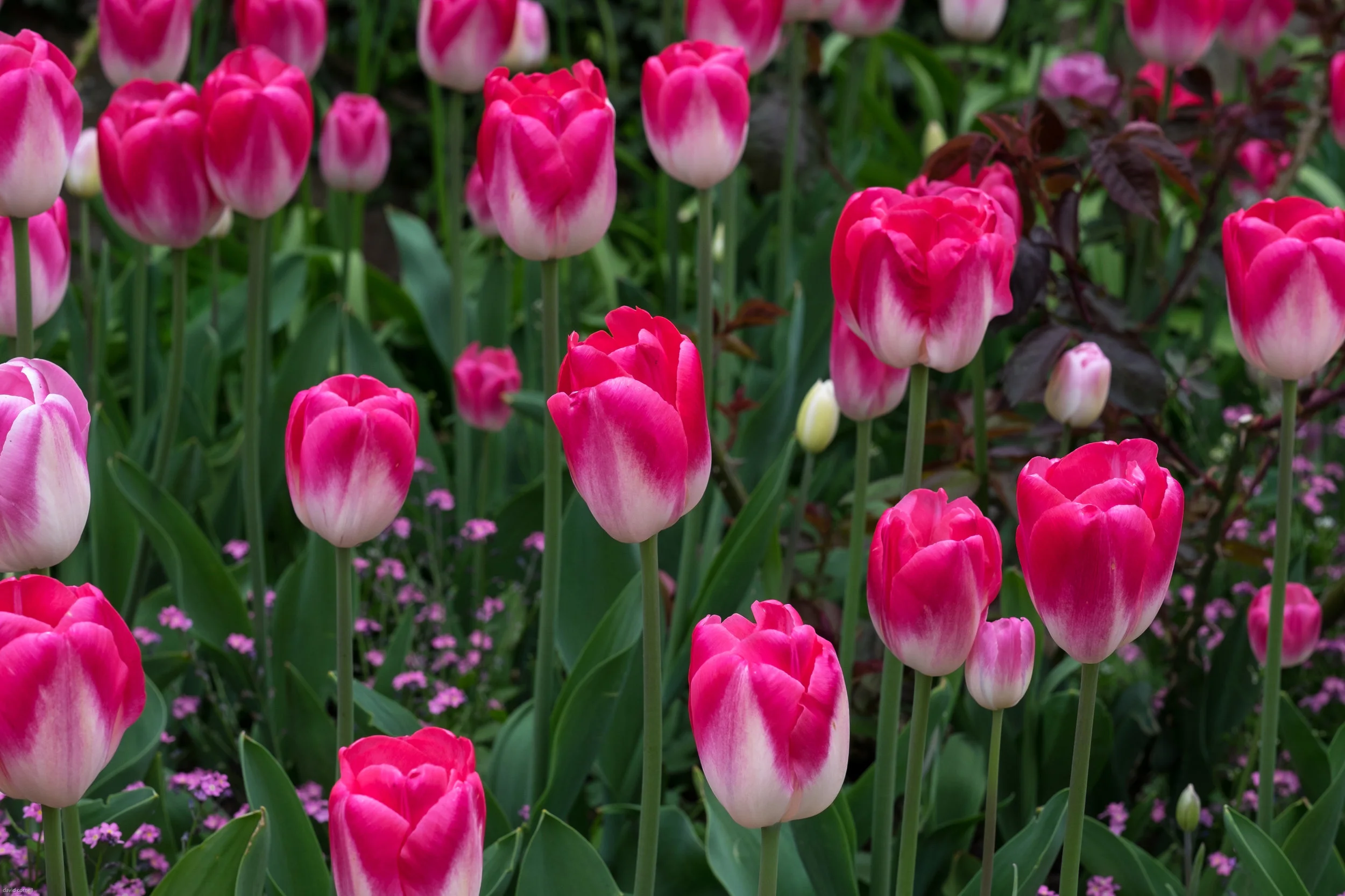 tulip festival pashley manorapril 2017-72.jpg