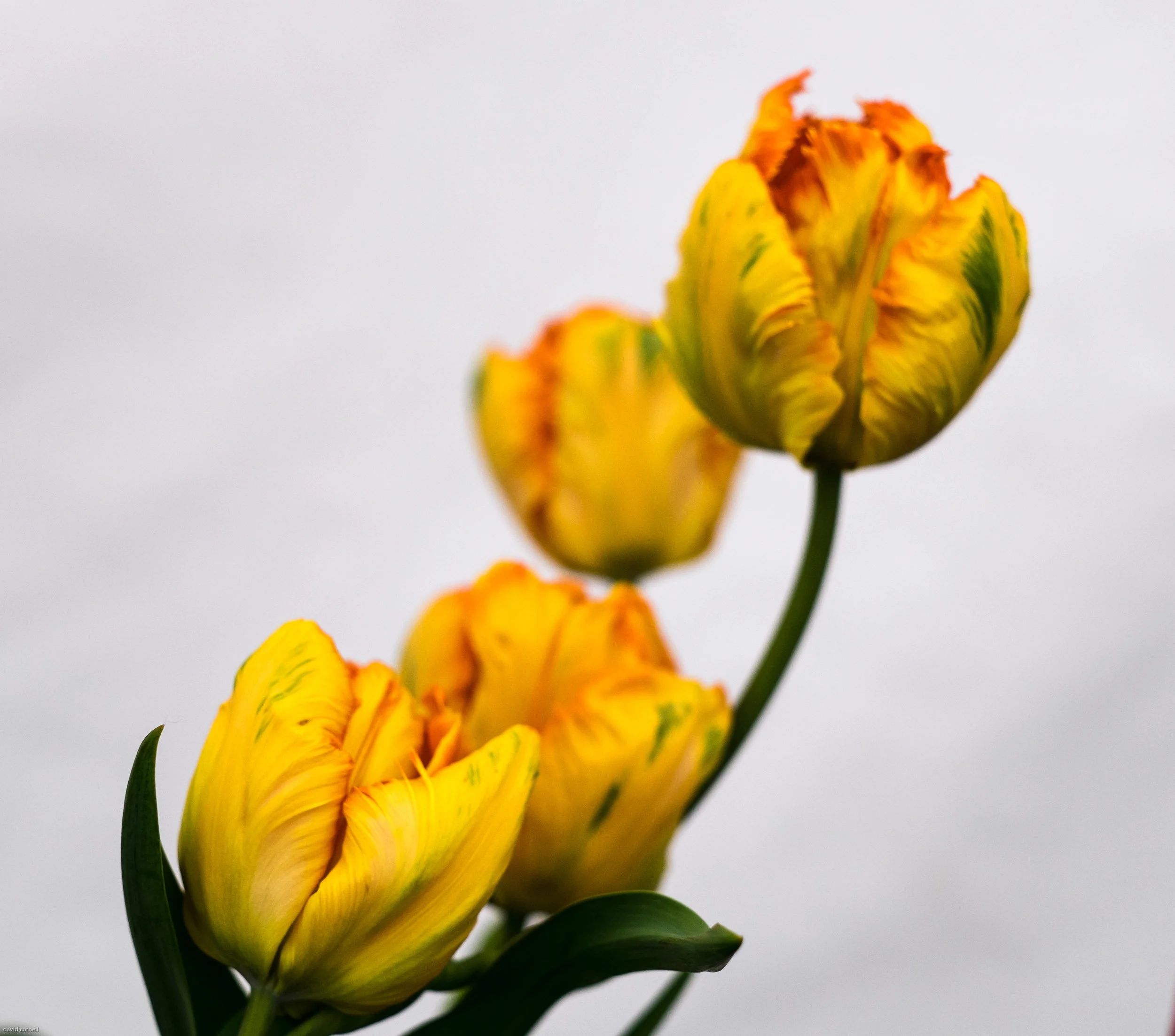 tulip festival pashley manorapril 2017-109.jpg