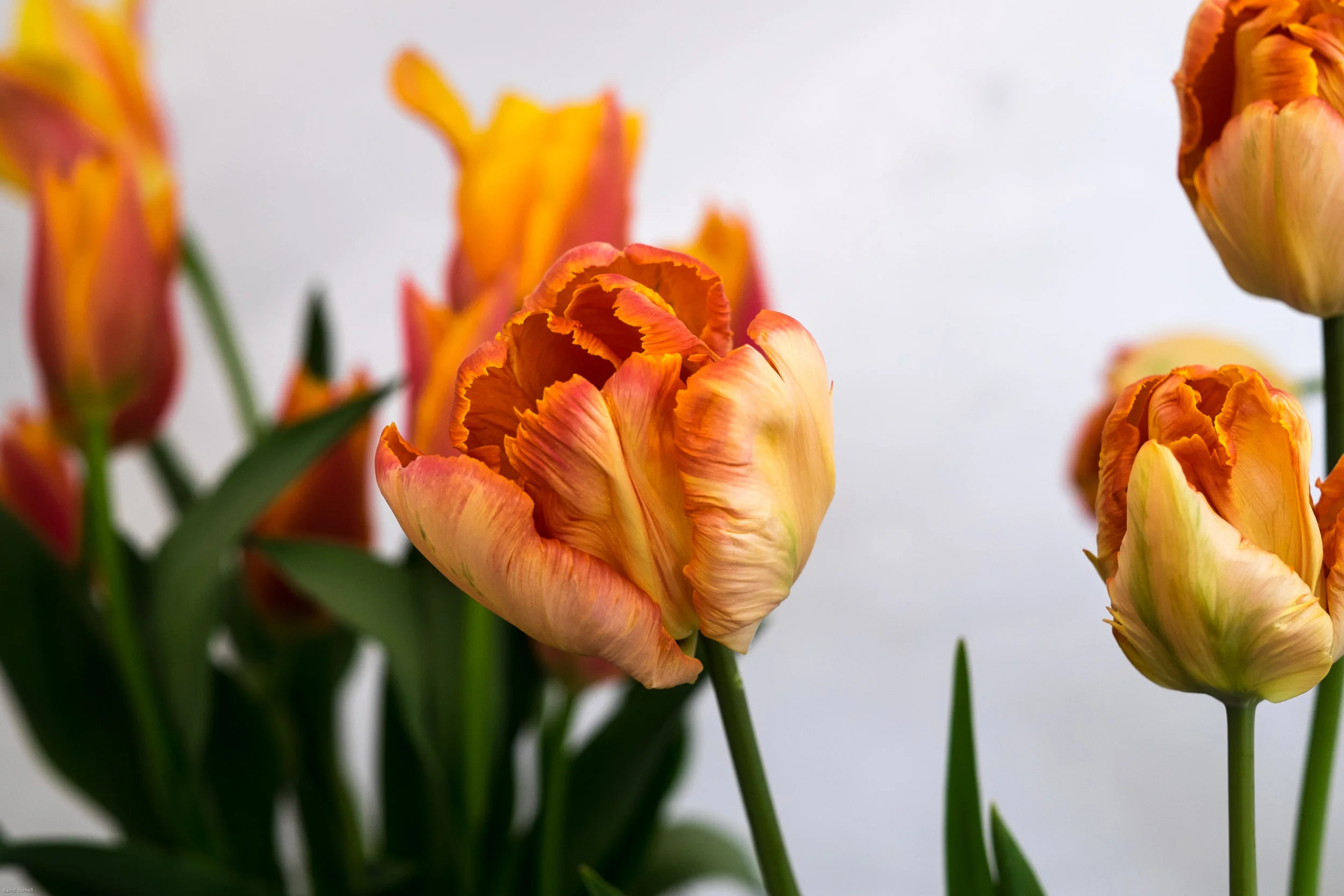 tulip festival pashley manorapril 2017-129.jpg