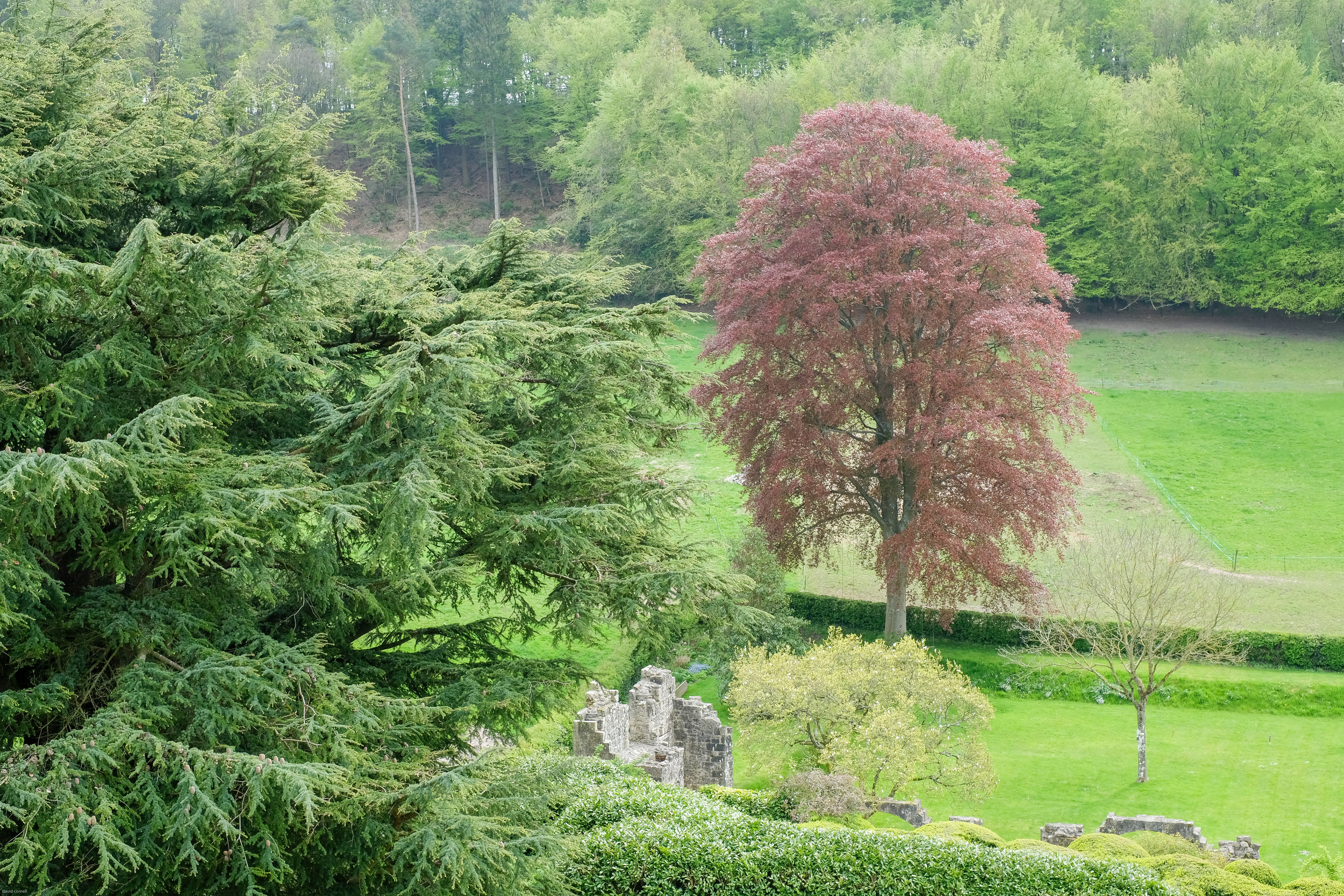 old wardour castle 2019 april-12.jpg