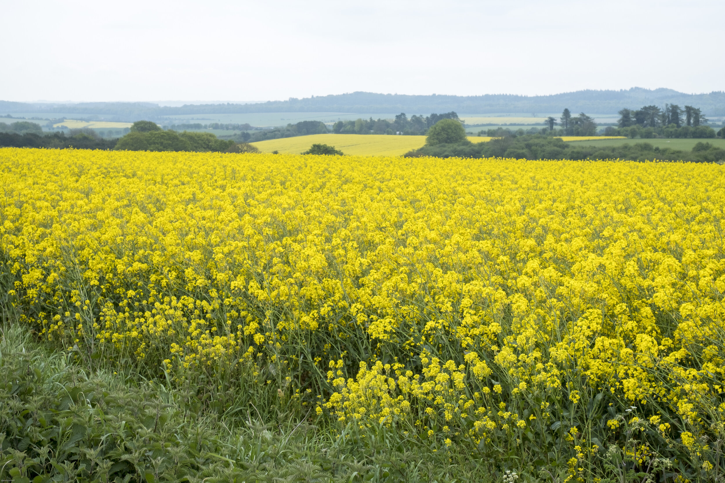 salsibury for site-3.jpg
