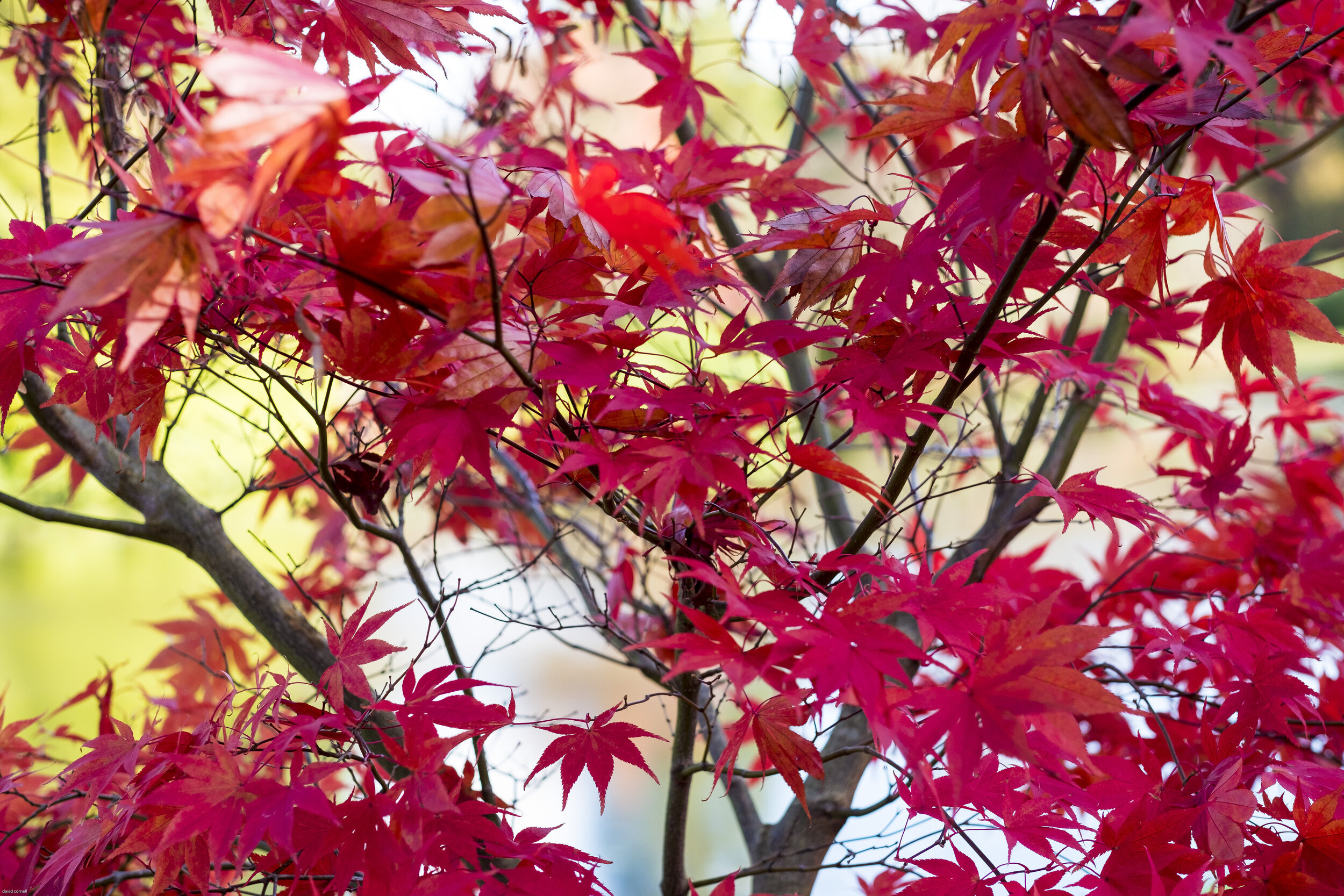 trees for site -7.jpg