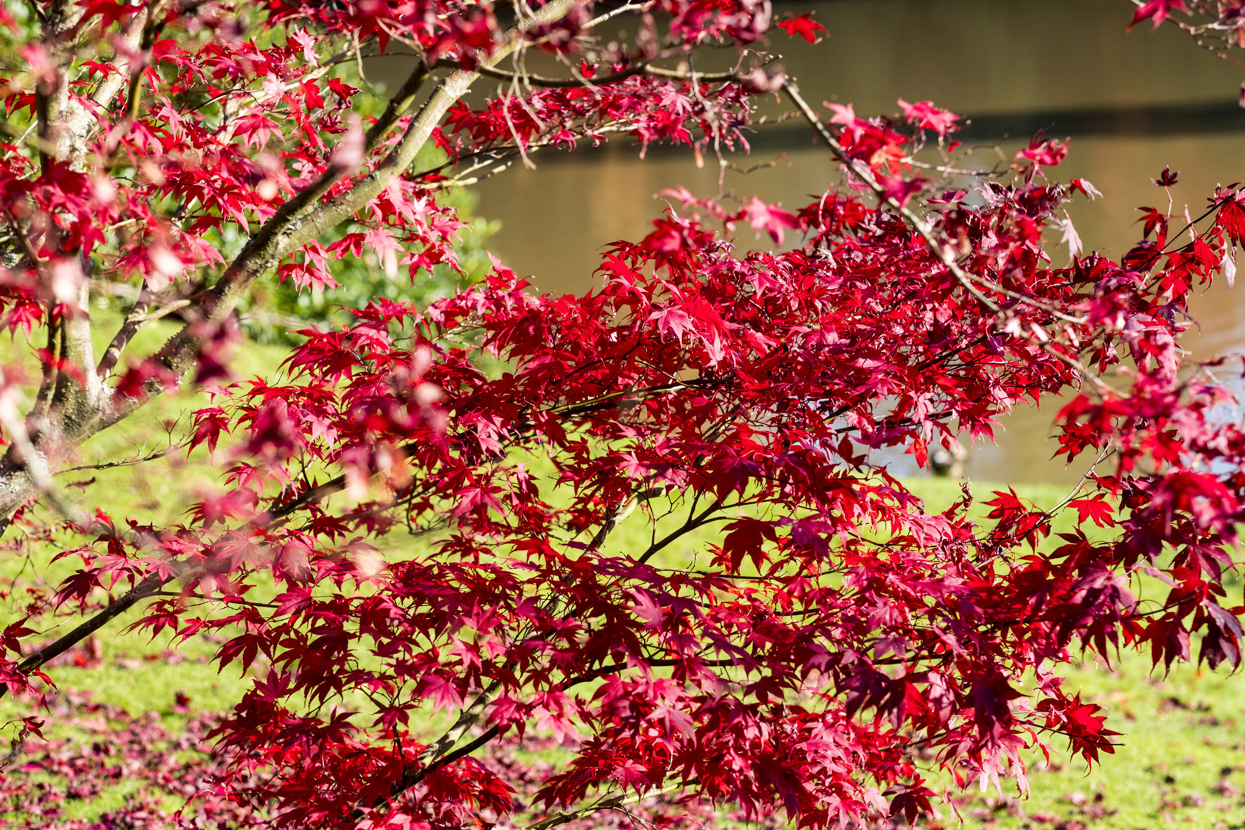 trees for site -11.jpg