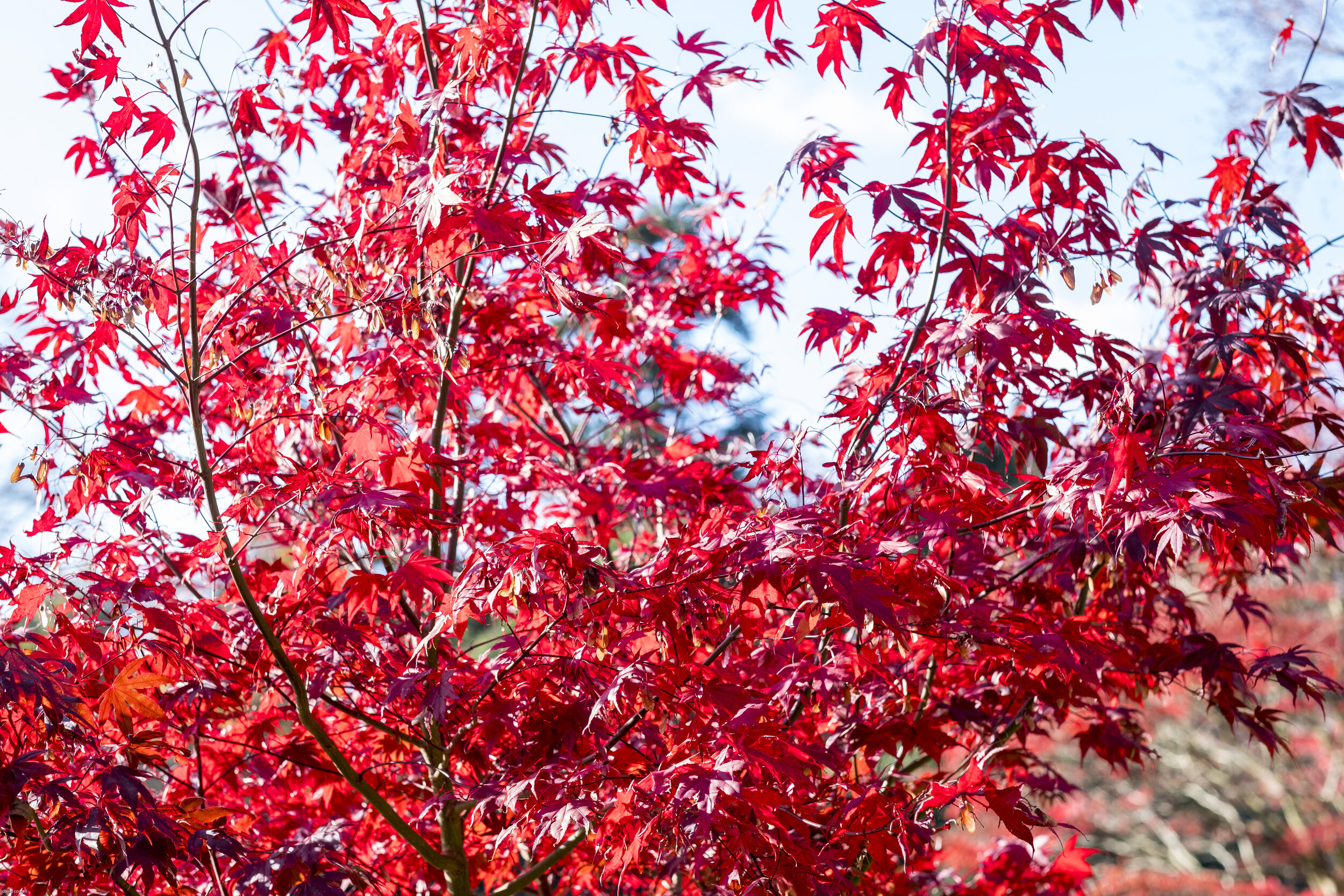 trees for site -14.jpg