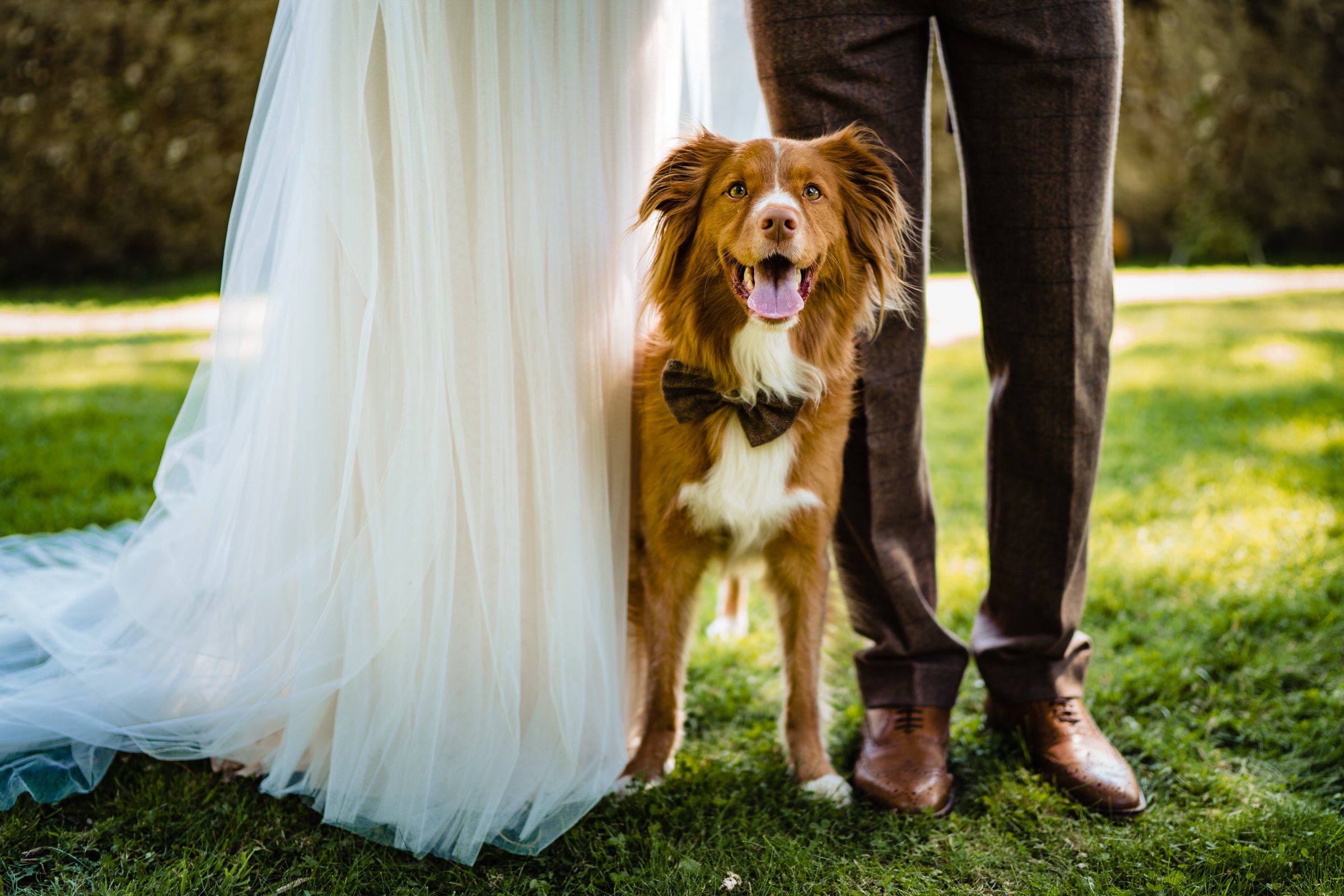dog - bride and groom - portrait - wedding.jpg