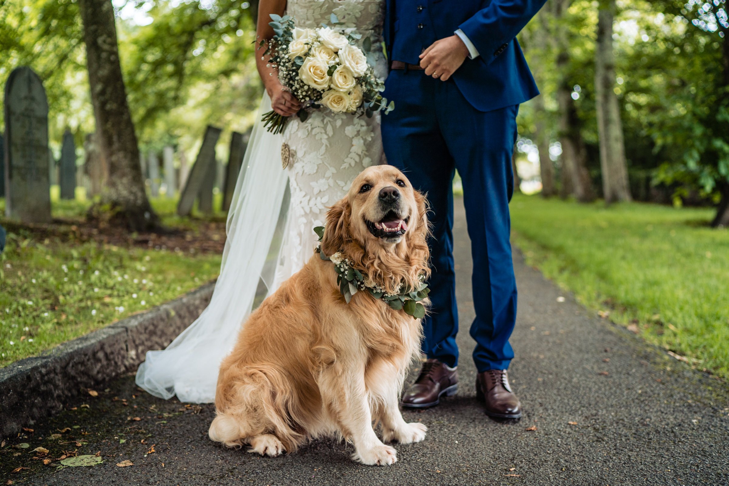 golden retriever - wedding - bride groom devon.jpg