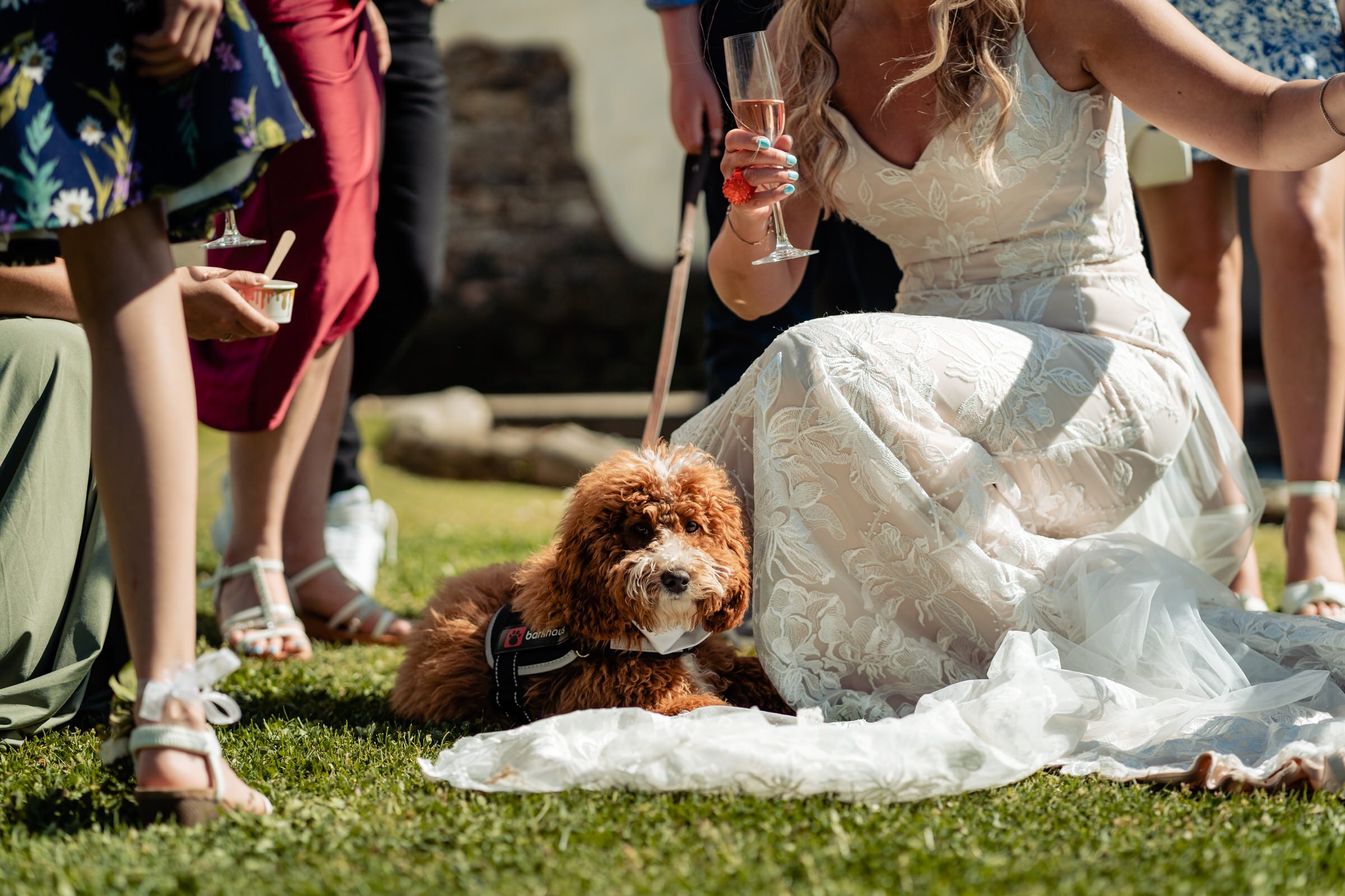 dog - wedding dress - higher eggbeer.jpg