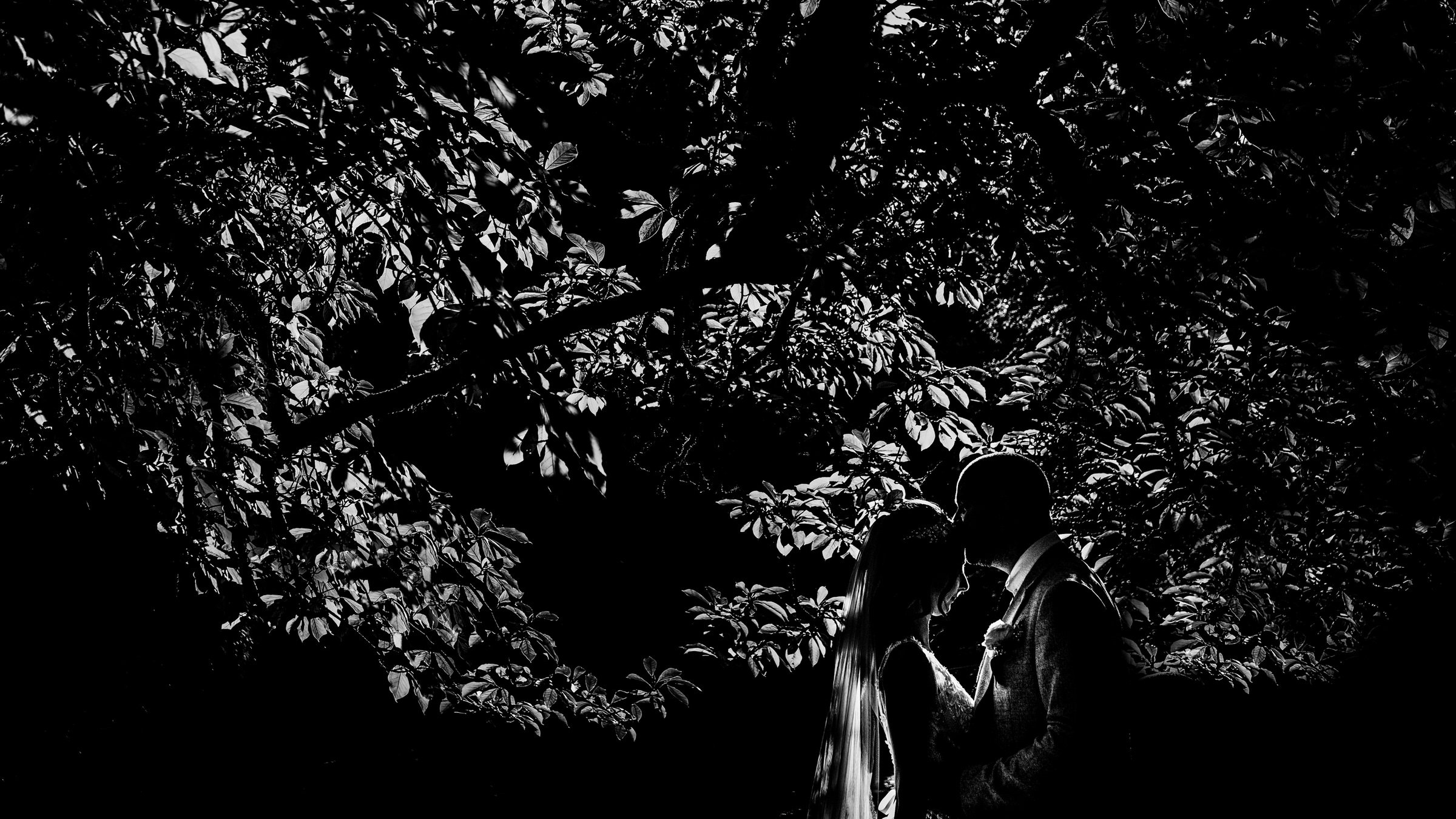 wedding - tree - silhoette - bride - groom - devon.jpg