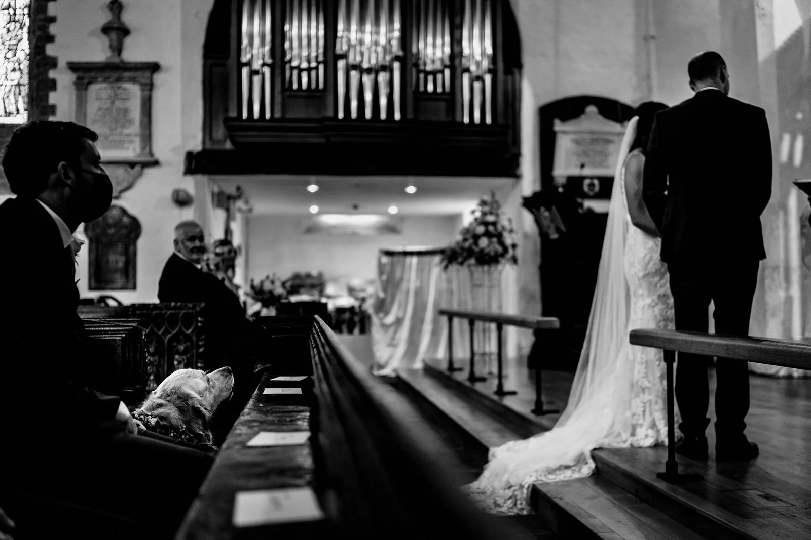 Dog at a wedding looking at bride and groom