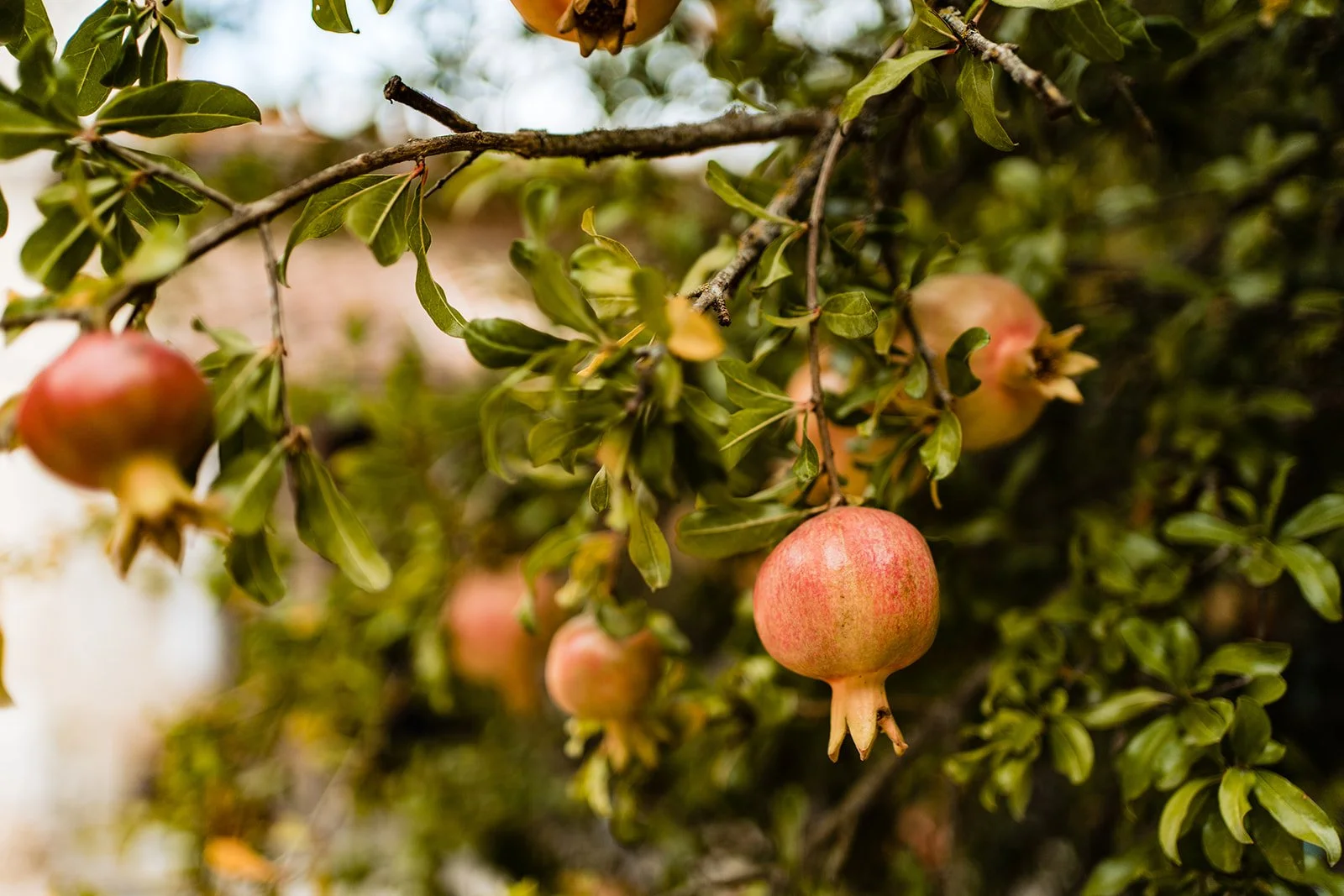 dordogne wedding photographer 6.jpg