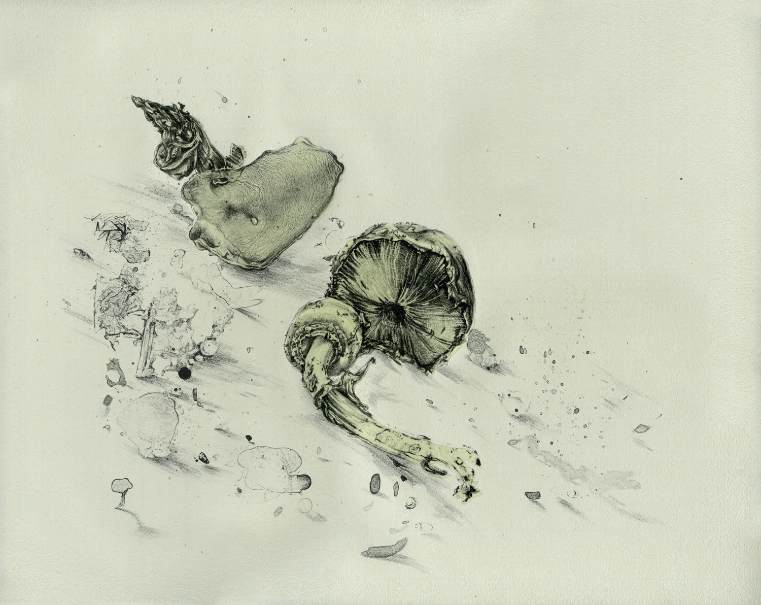 Annika Romeyn, Mushrooms, lithograph with chin colle, 34.5cm x 43cm, unique state, 2014
